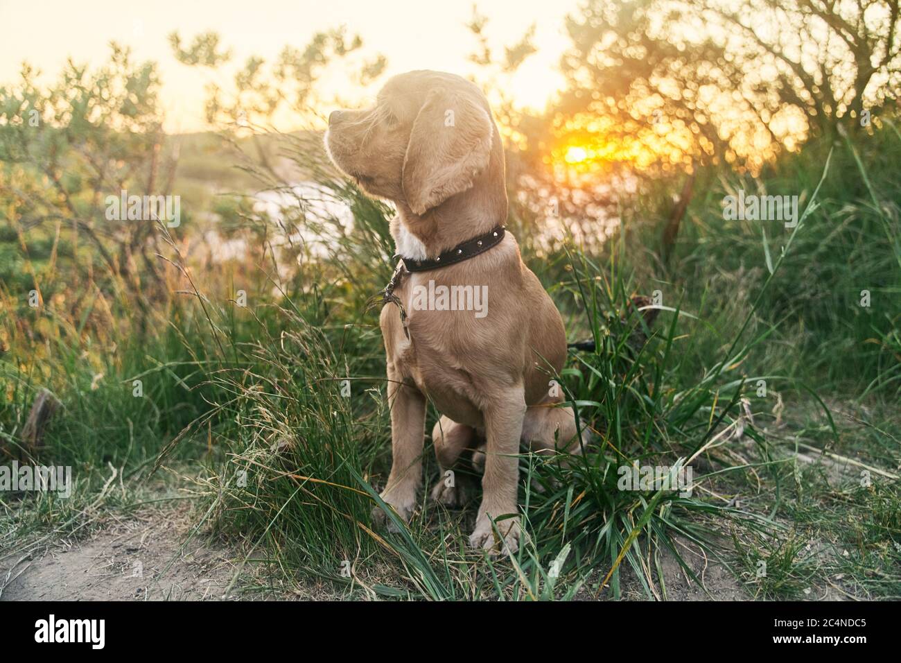 Un jeune épagneul cocker américain est assis sur l'herbe au coucher du soleil. Banque D'Images