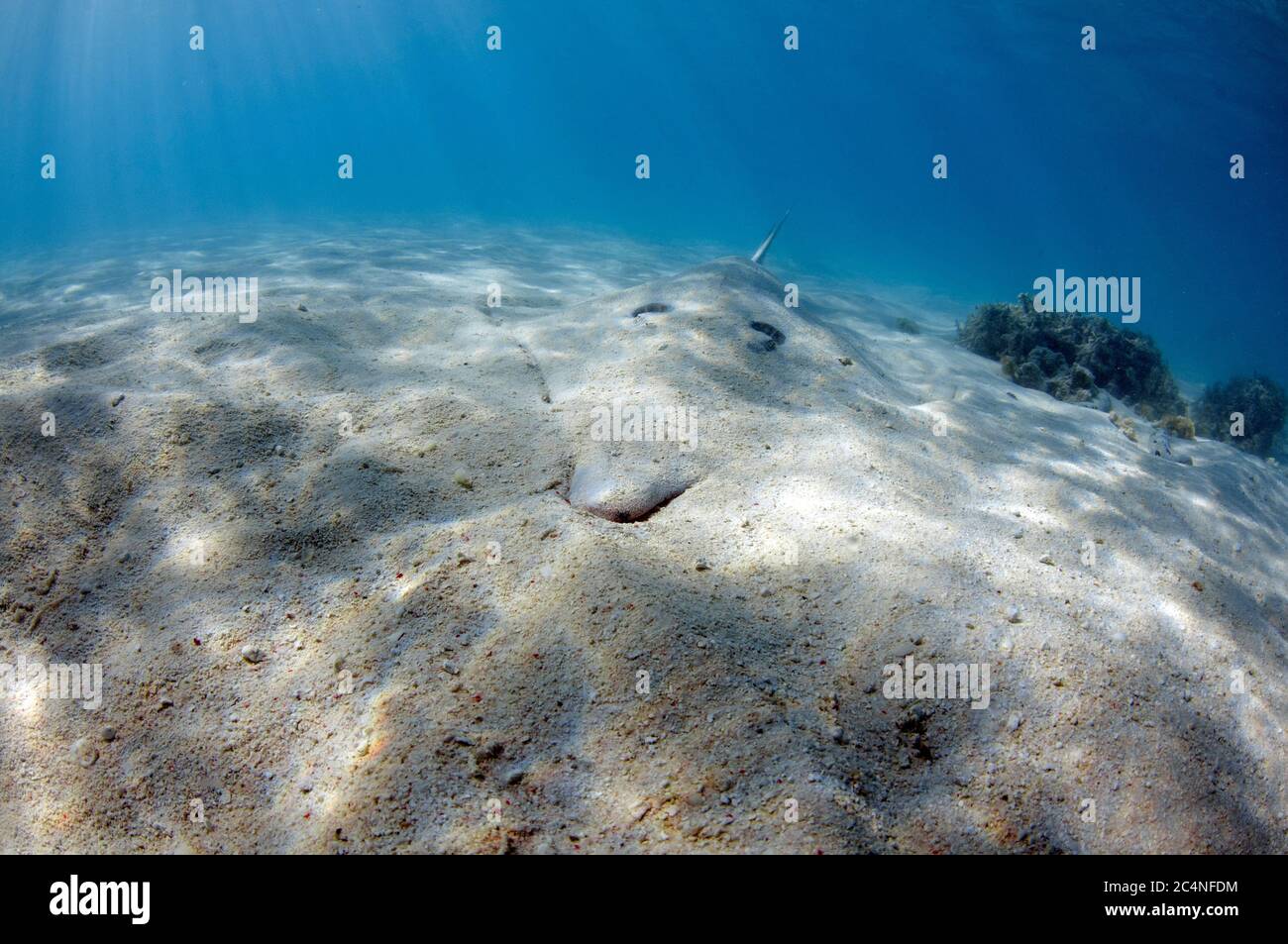 Shovelnose ray géant, Glaucostegus typus, également connu sous le nom de poisson-guitare shovelnose, Heron Island, Grande Barrière de Corail, Australie Banque D'Images