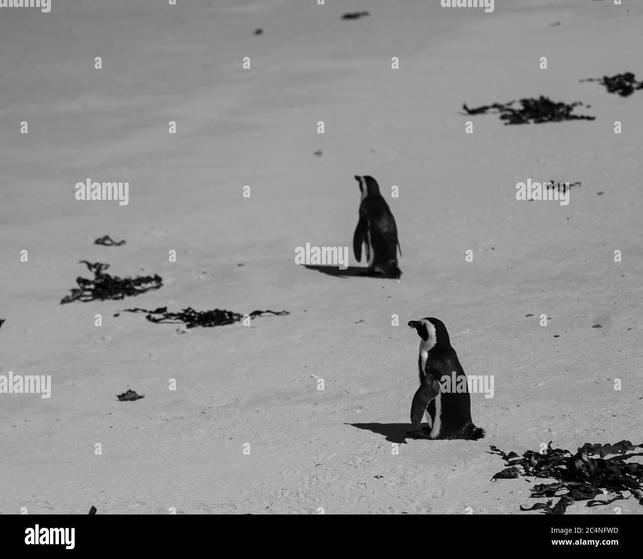 Pingouins, le Cap Afrique du Sud Banque D'Images