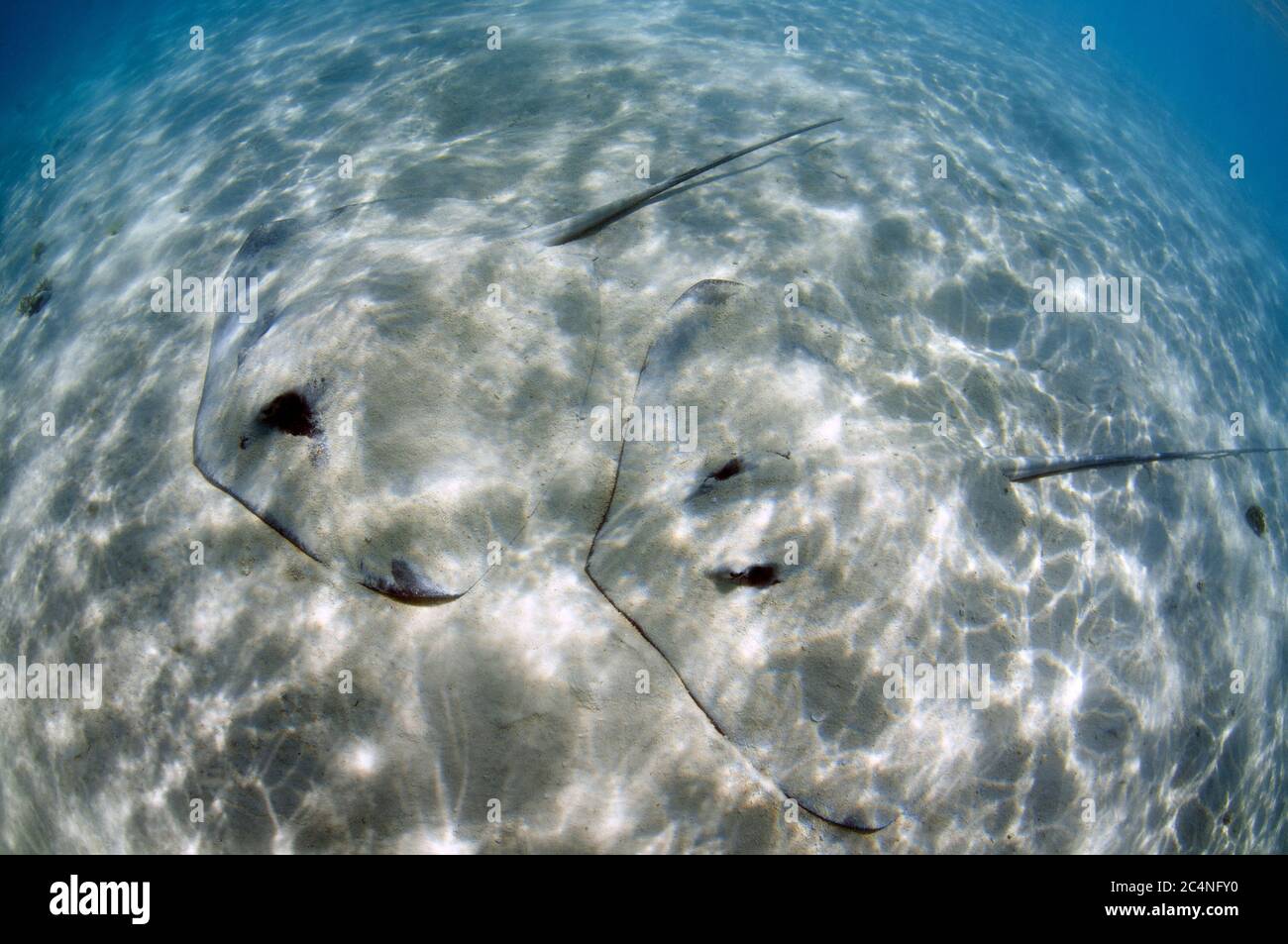 Rayons de baleine roses, Himantura fai, sur la zone sablonneuse, île Heron, Grande barrière de corail, Australie Banque D'Images