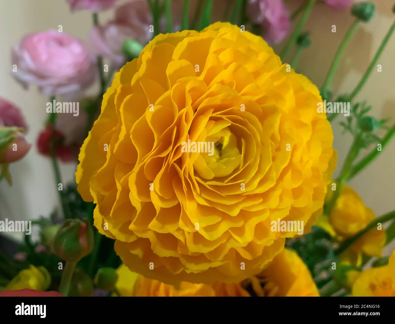 Gros plan jaune vif asiatique buttercup fleurs de printemps ranunculus asiaticus Banque D'Images