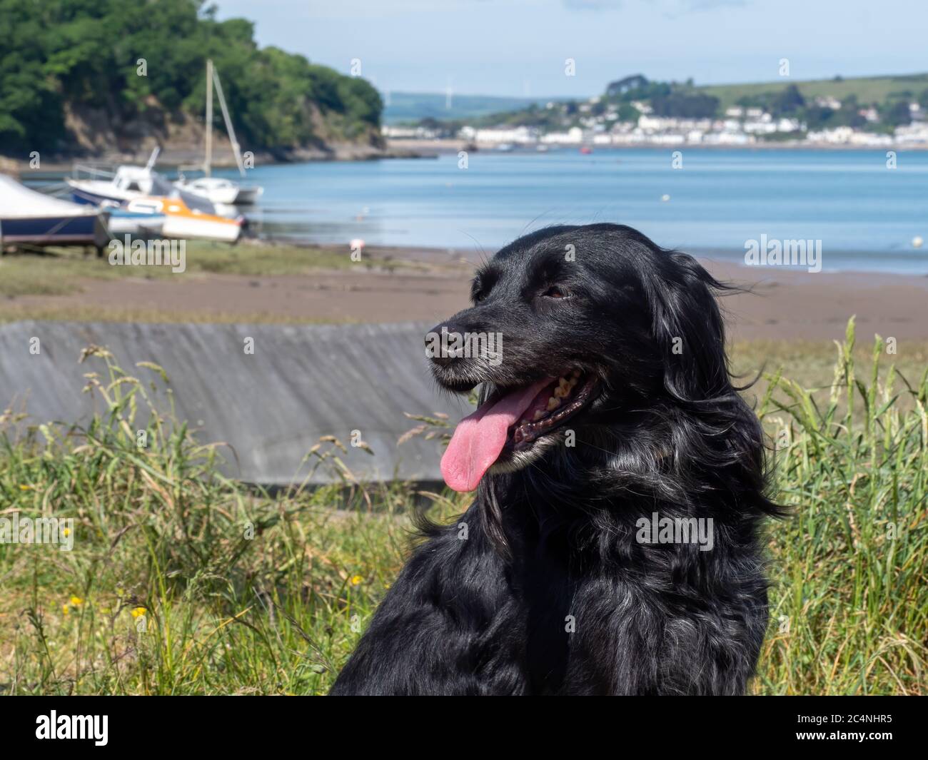 Chien noir à l'extérieur, rivière, bateaux et nature derrière. Soleil. Banque D'Images