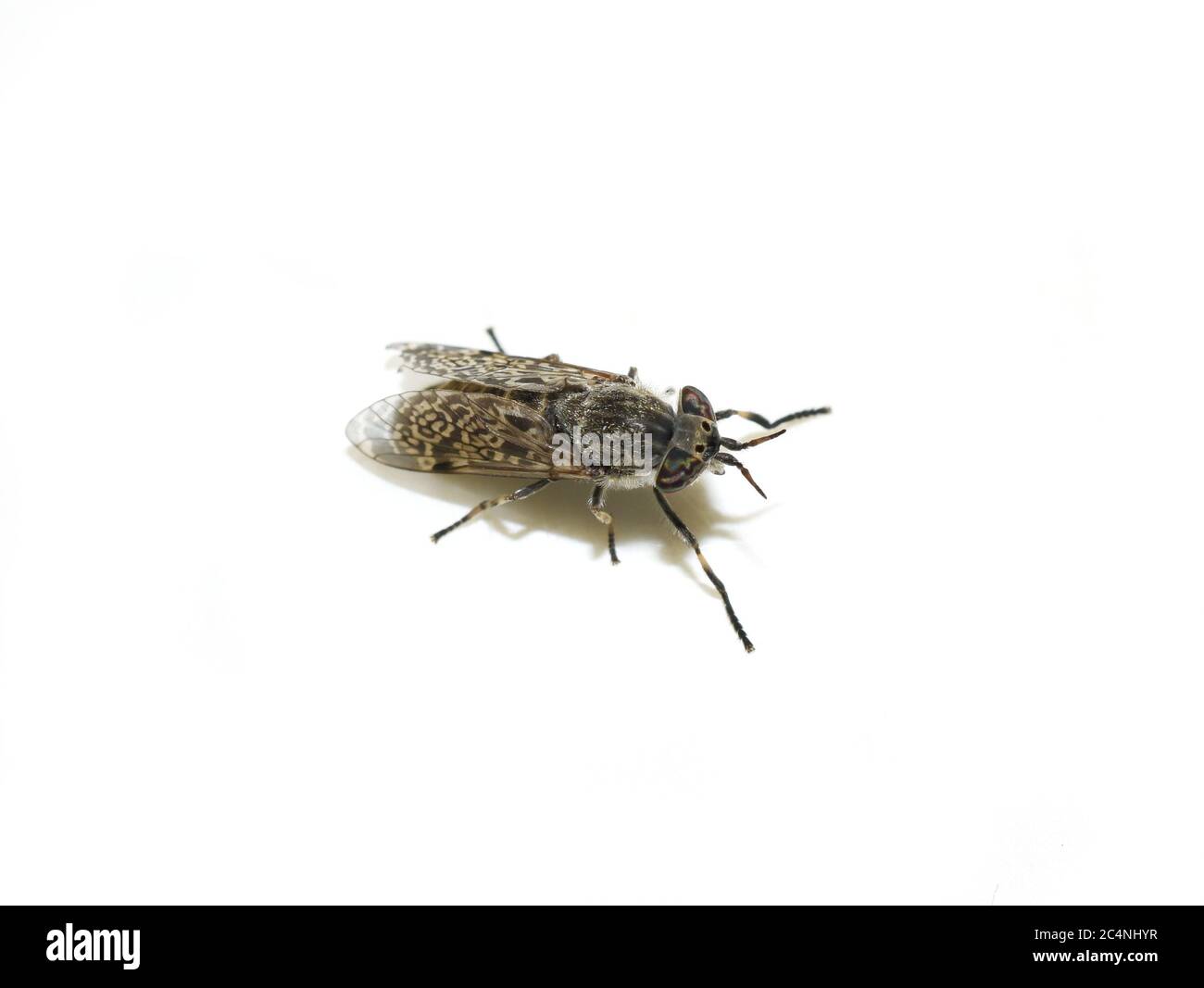 Mouche suceuse de sang Banque de photographies et d’images à haute résolution Page 2 Alamy