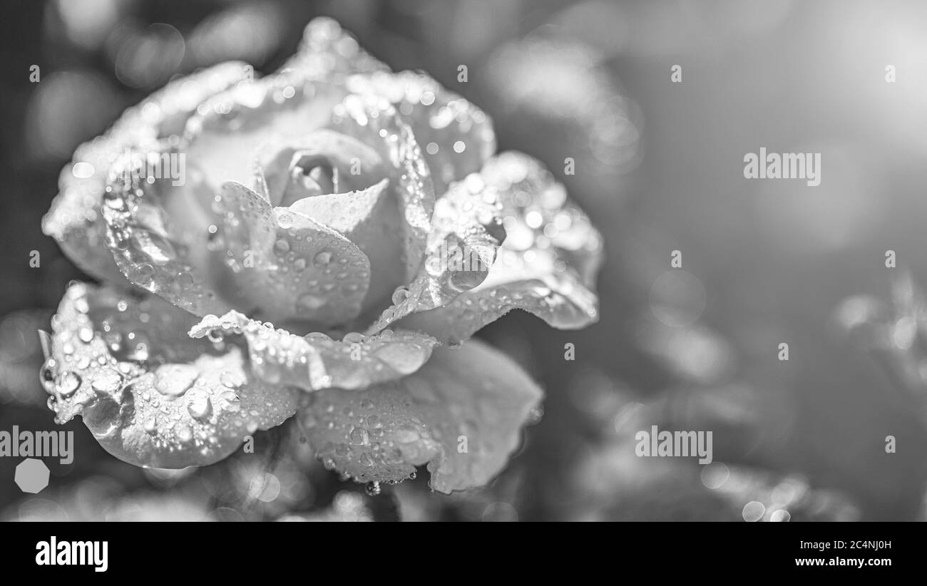 belle rose orange avec gouttes d'eau en gros plan. Gros plan extrême d'une belle rose avec des gouttes de rosée. Banque D'Images