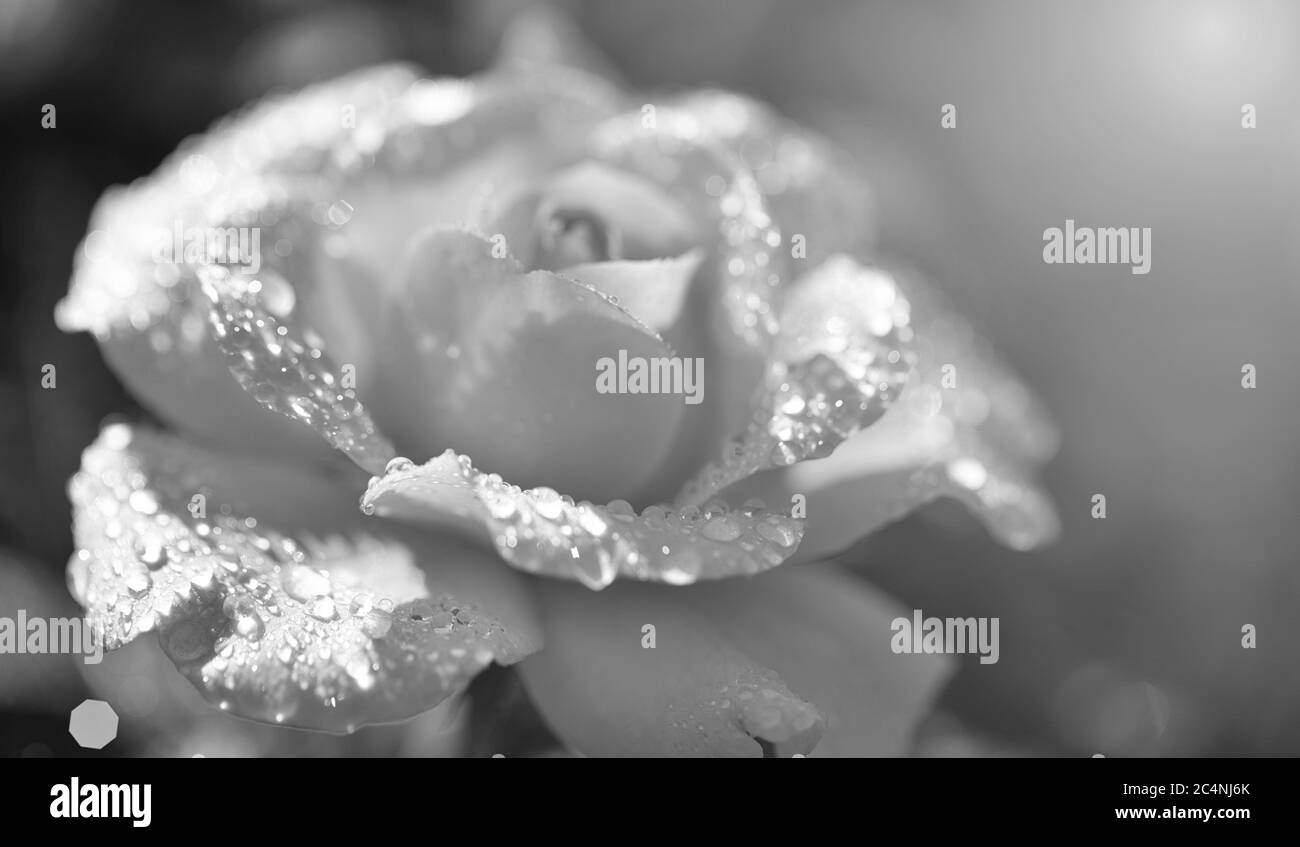 belle rose orange avec gouttes d'eau en gros plan. Gros plan extrême d'une belle rose avec des gouttes de rosée. Banque D'Images