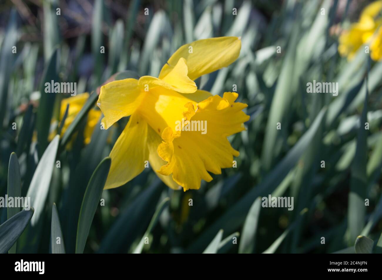 Joncisse ou jonquille jaune (lat Narcisse Pseudonarcissus) avec grand tube floral de forme naturelle, fleur de printemps sauvage et non cultivée. Banque D'Images