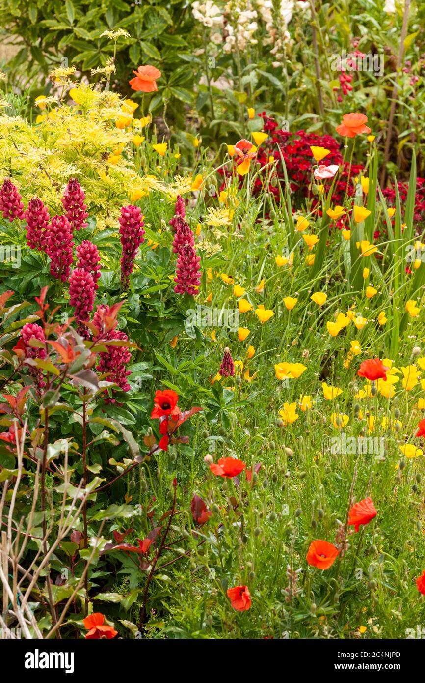 Fleurs de jardin magnifiques qui poussent dans un lit de fleurs. Plantes saisonnières en Angleterre pendant l'été Banque D'Images