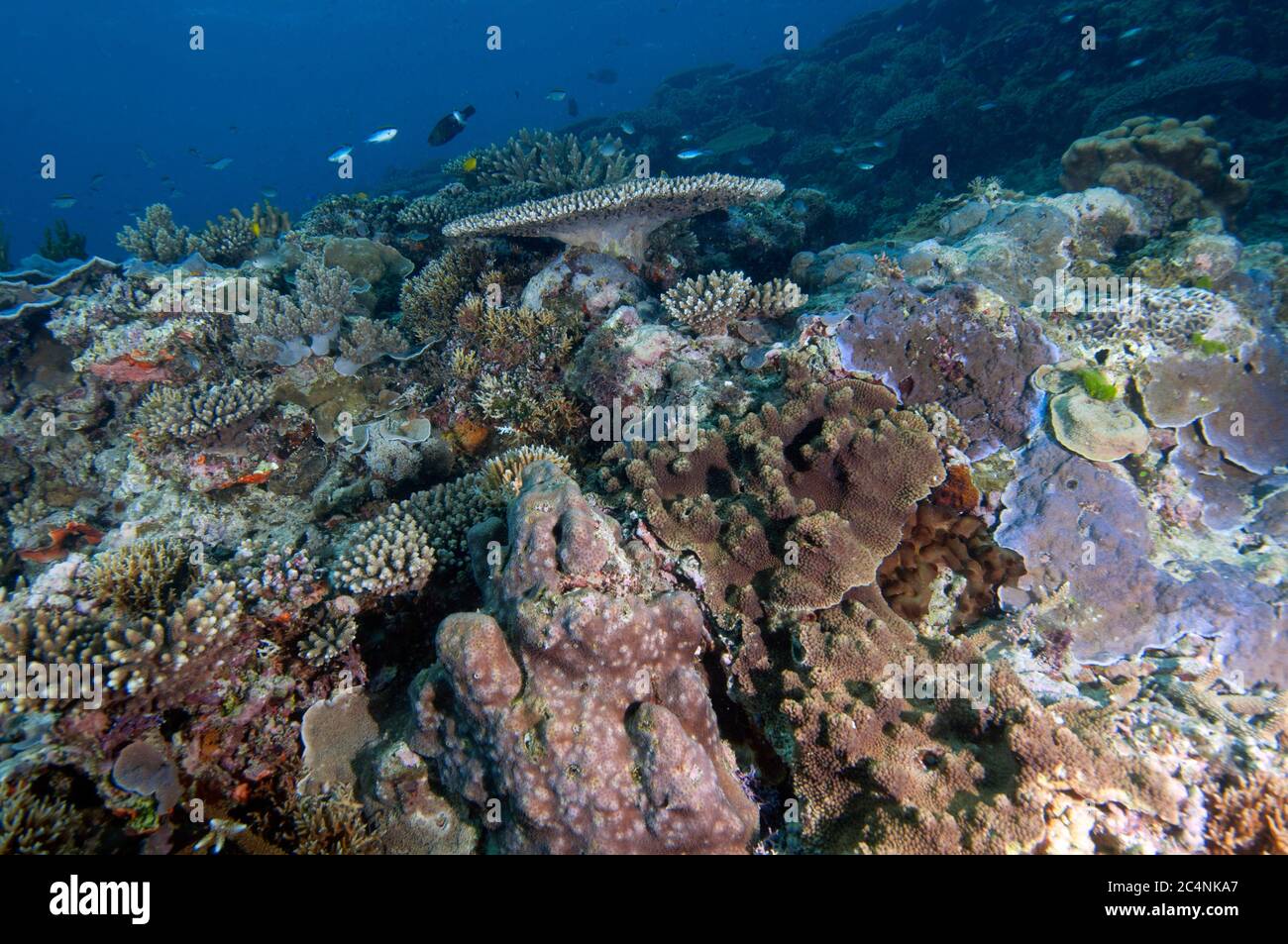 Biodiversité des espèces de corail dans un récif, Heron Island, Grande barrière de corail, Australie Banque D'Images
