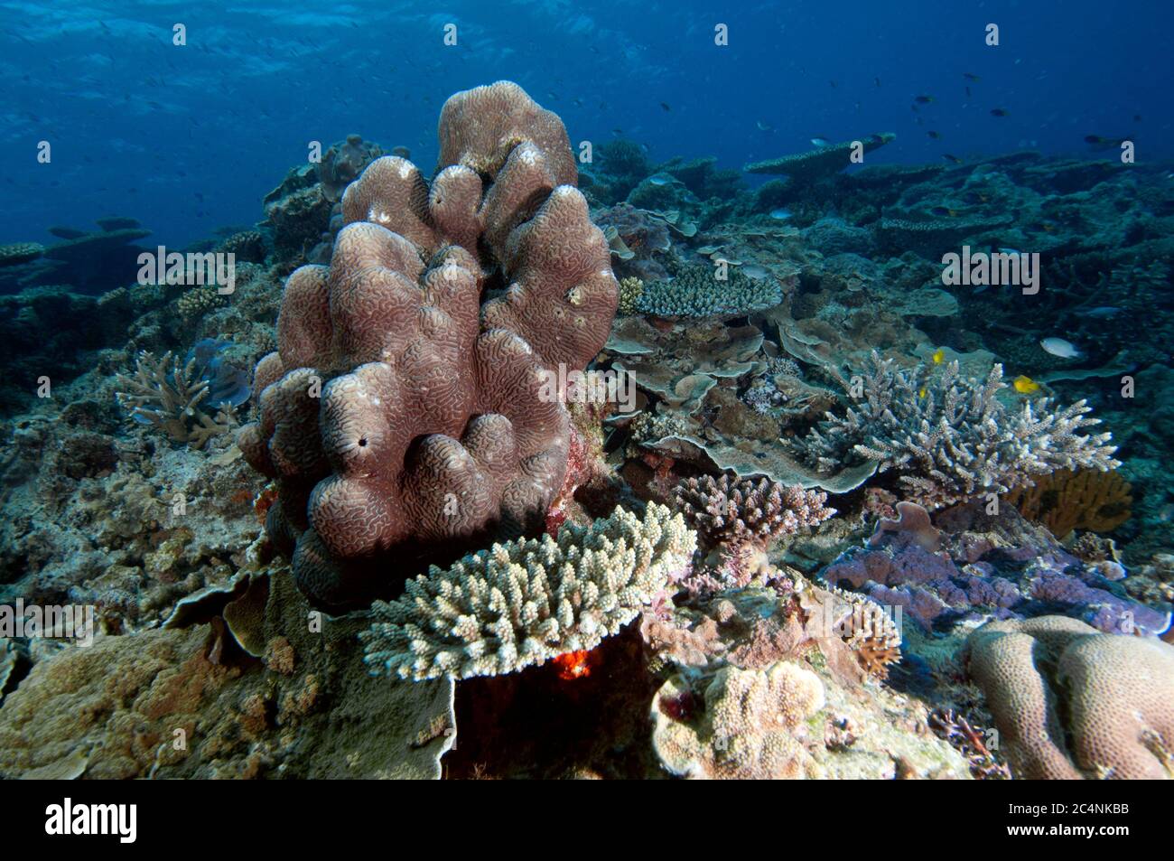 Biodiversité des espèces de corail dans un récif, Heron Island, Grande barrière de corail, Australie Banque D'Images