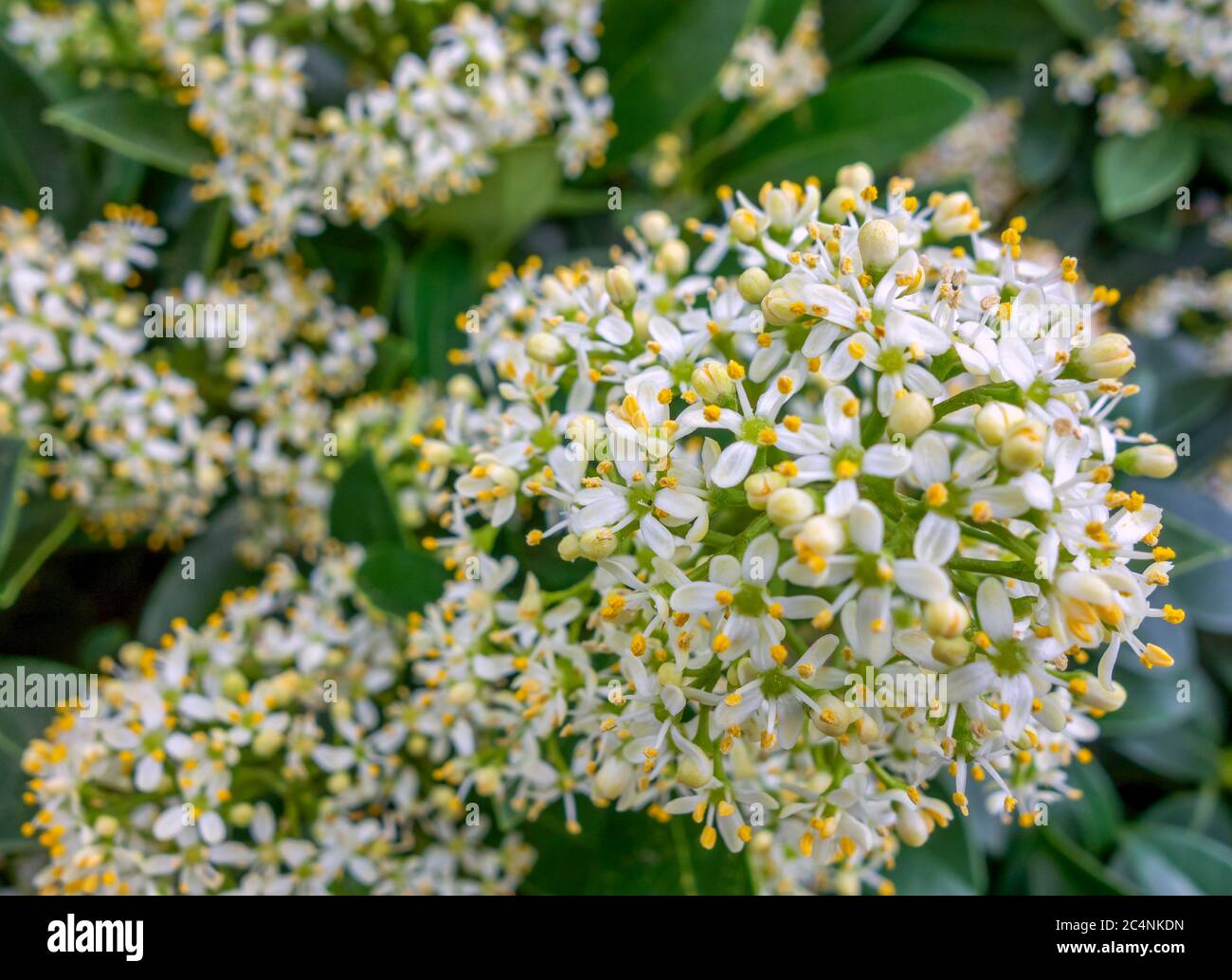 gros plan montrant un groupe de fleurs blanches Banque D'Images