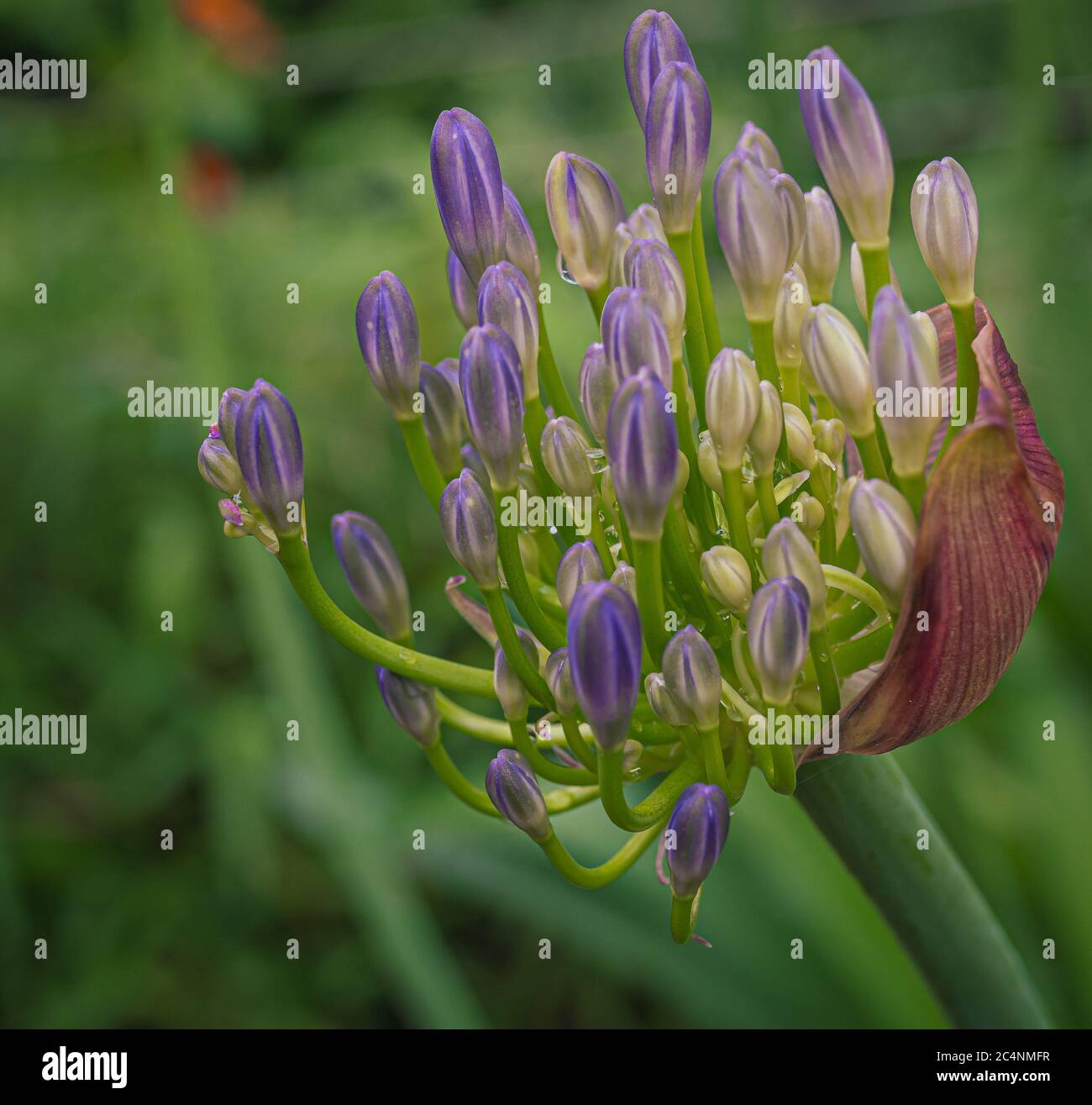 Agapanthus africanus communément appelé nénuphars du Nil, ou nénuphars africains. Vue rapprochée d'une seule fleur. Mise au point sélective Banque D'Images