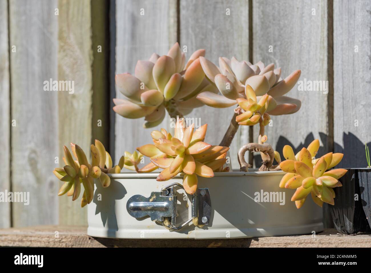 Réutilisation créative d'un moule à pâtisserie de forme printanière non désirée dans un pot de jardin avec des succulents Echeveria dans un jardin australien Banque D'Images