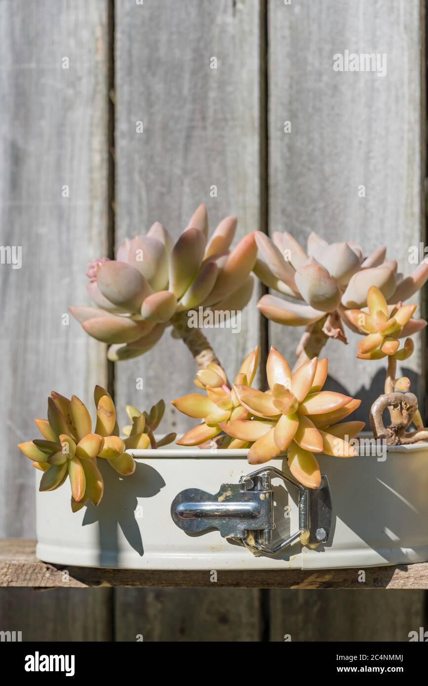 Réutilisation créative d'un moule à pâtisserie de forme printanière non désirée dans un pot de jardin avec des succulents Echeveria dans un jardin australien Banque D'Images