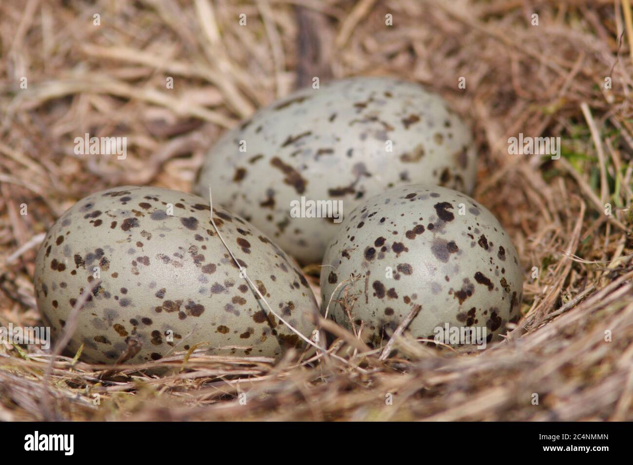 PETITE coquille DE MOUETTE NOIRE (Larus fuscus) d'oeufs dans le nid de mouettes, Royaume-Uni. Banque D'Images