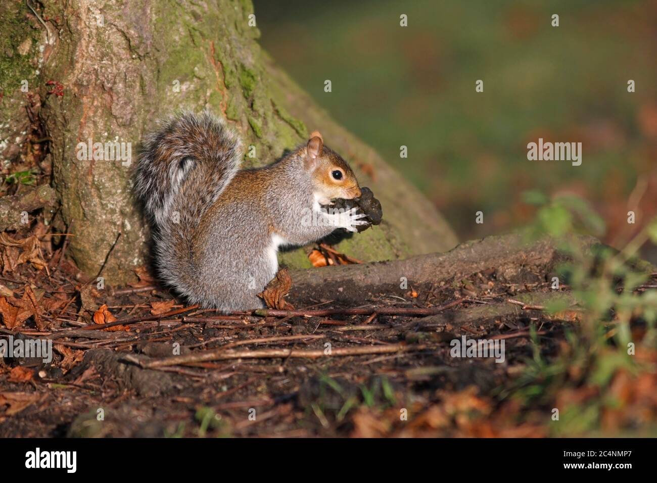 Crottes d'animaux Banque de photographies et d’images à haute — free download