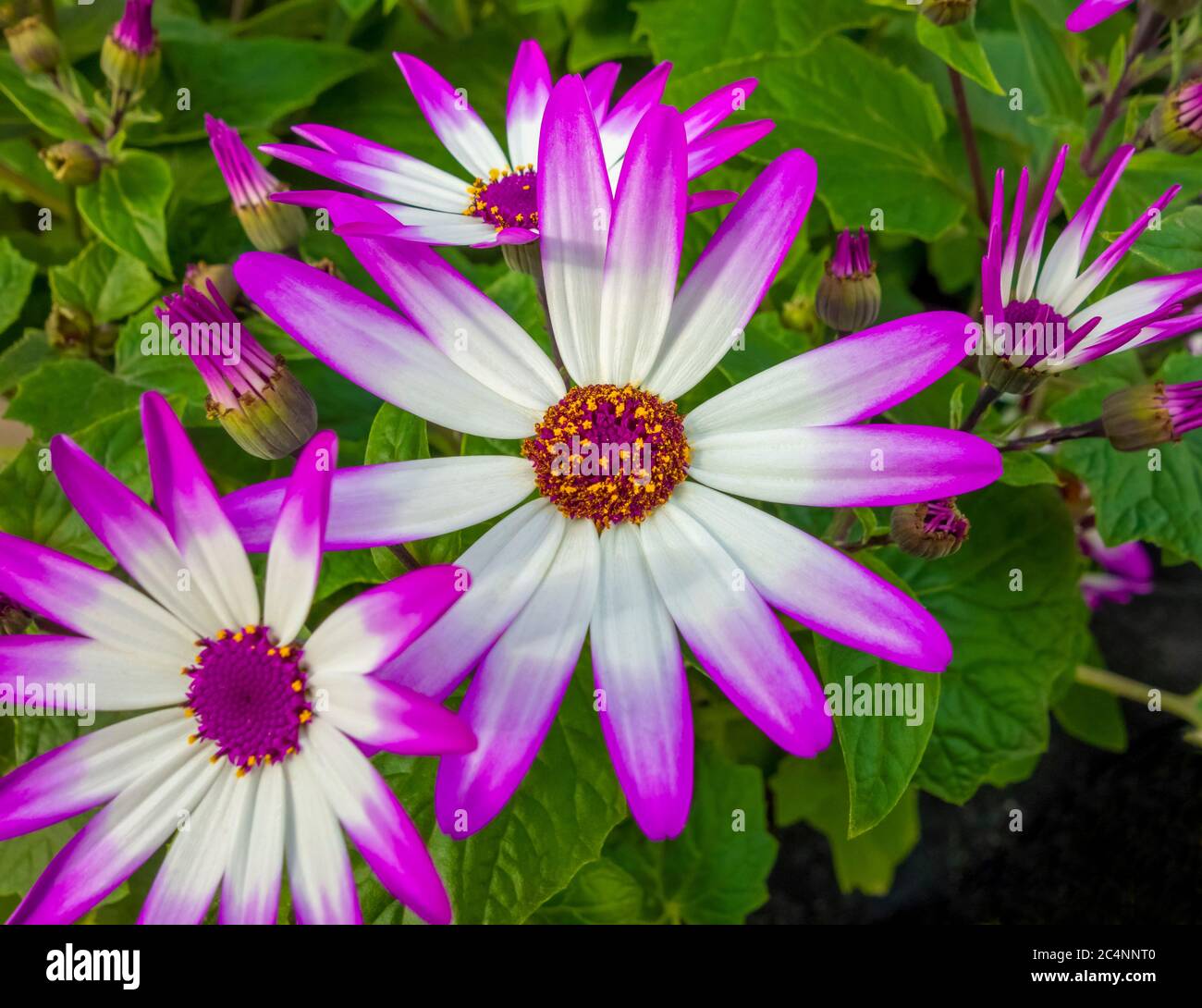 gros plan de quelques fleurs de chrysanthème bicolore Banque D'Images