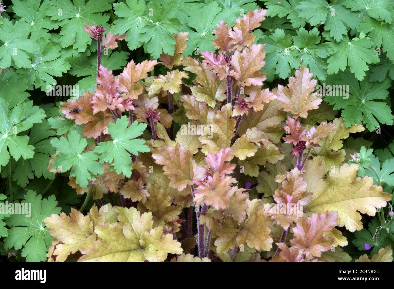 Corail Bells Heuchera 'Marmalade' Heuchera Geranium feuilles tuftées Heucheras feuillage Hardy plante agrupe formant printemps Banque D'Images