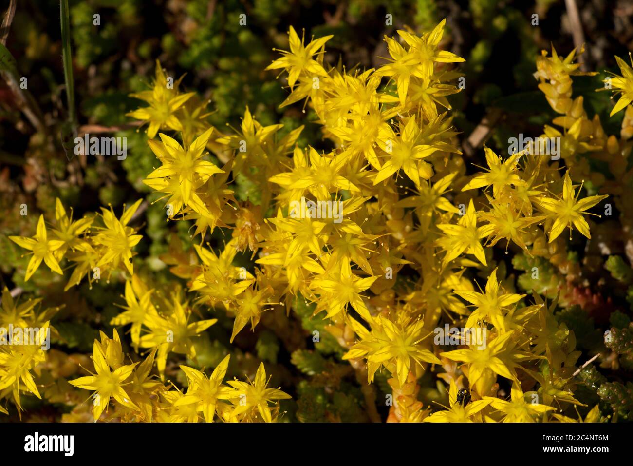 Les fleurs de la pierre piquant pour un tapis jaune vif quand ce tapis  formant succulent éclate en fleur au début de l'été. Cette plante robuste  gro Photo Stock - Alamy