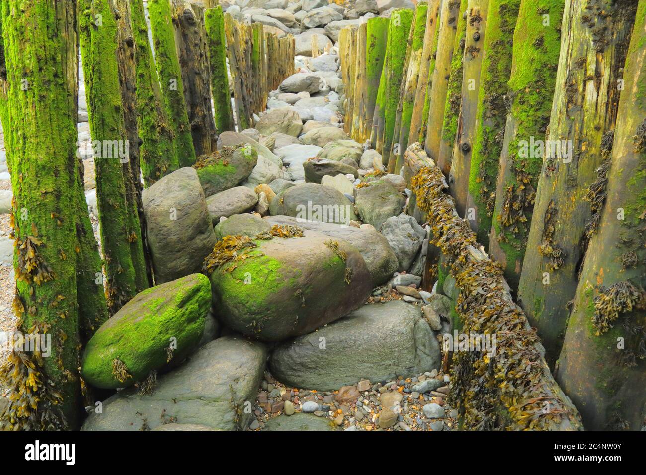 Groyne en bois patiné sur la plage dans le village de Lynmouth, Devon à marée basse Banque D'Images