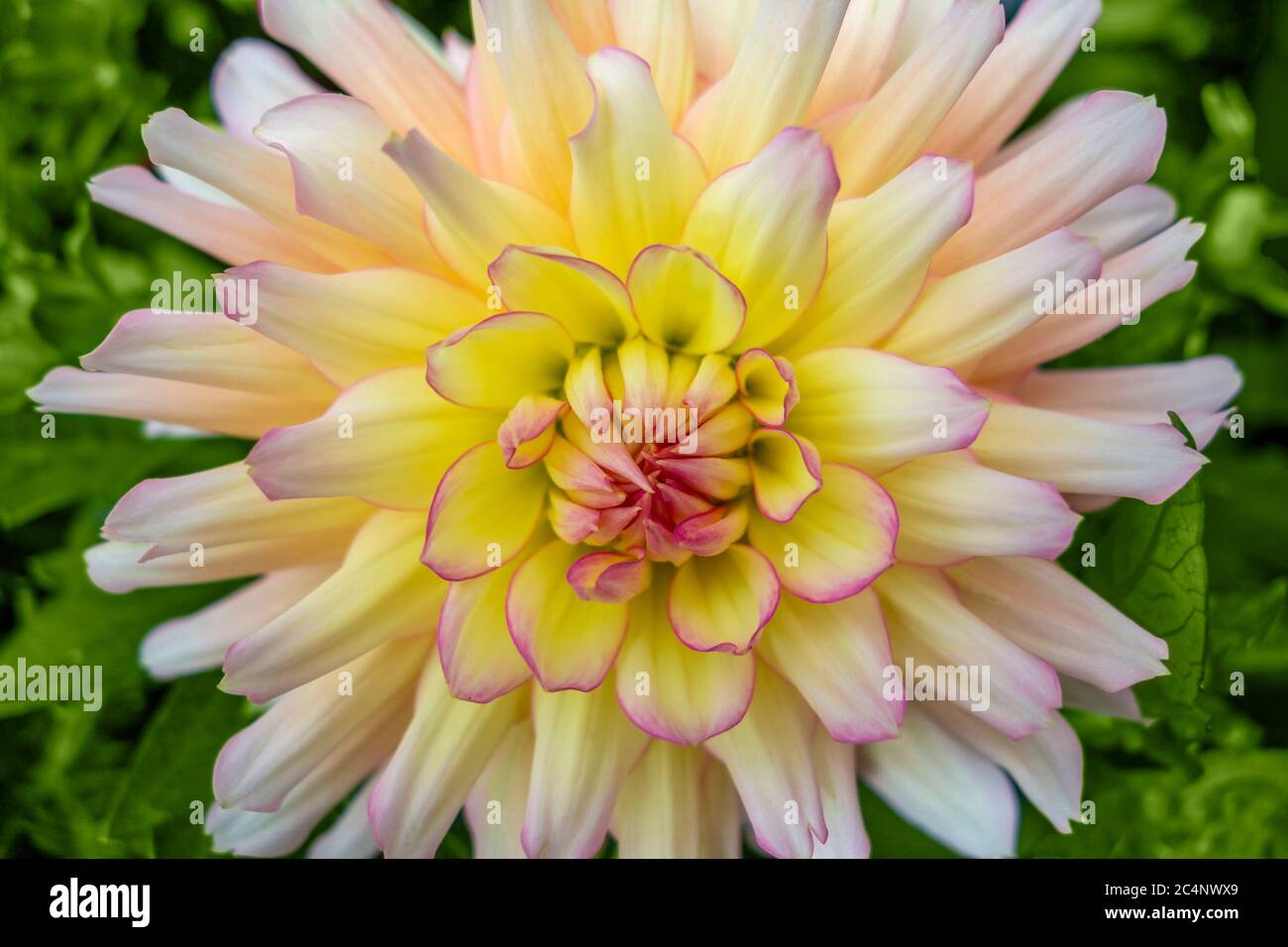 Tête de fleur Dahlia pleine structure aux couleurs vives Banque D'Images