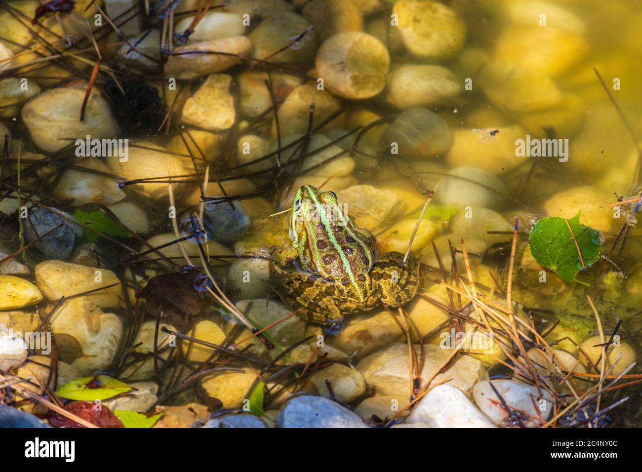 Grenouille Rana esculenta dans un lac avec des cailloux Banque D'Images