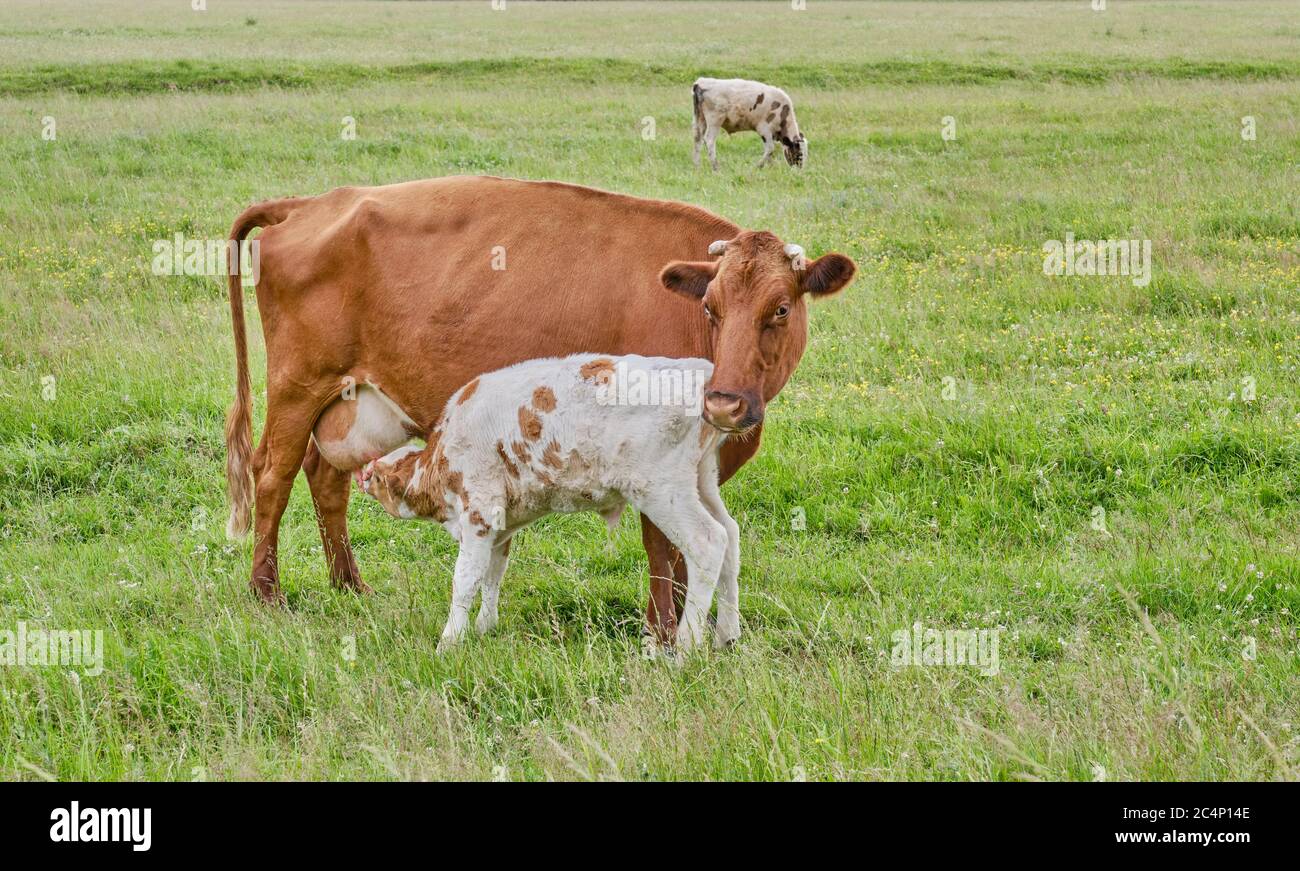 Le veau blanc et brun suce le lait du mamelon du pis de la vache. Un troupeau de vaches se greffe dans un pâturage. Gros plan Banque D'Images