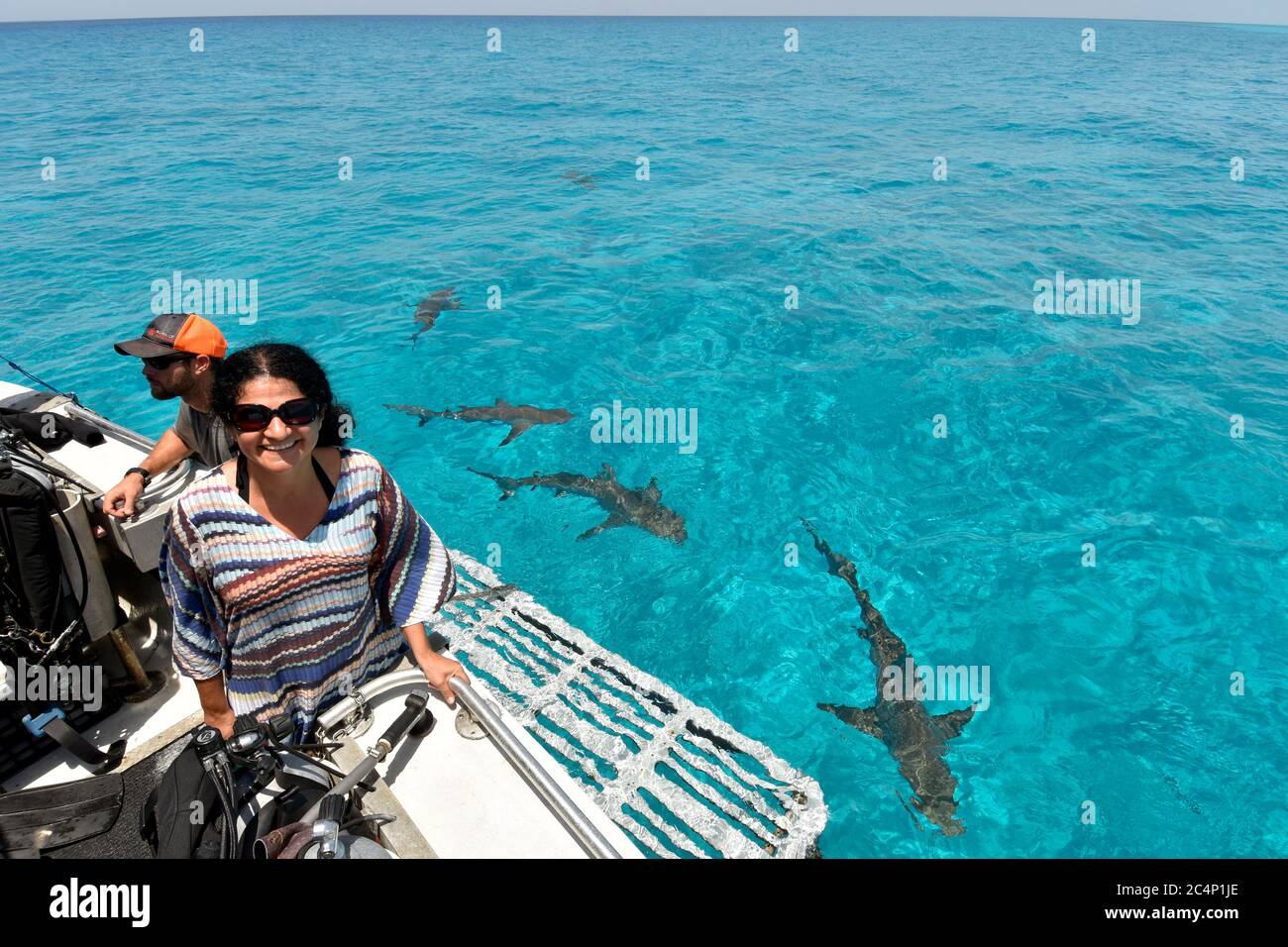Les gens sur un bateau tandis que les requins de citron, Negapron brevirostris, cercle autour, Tiger Beach, Bahamas Banque D'Images