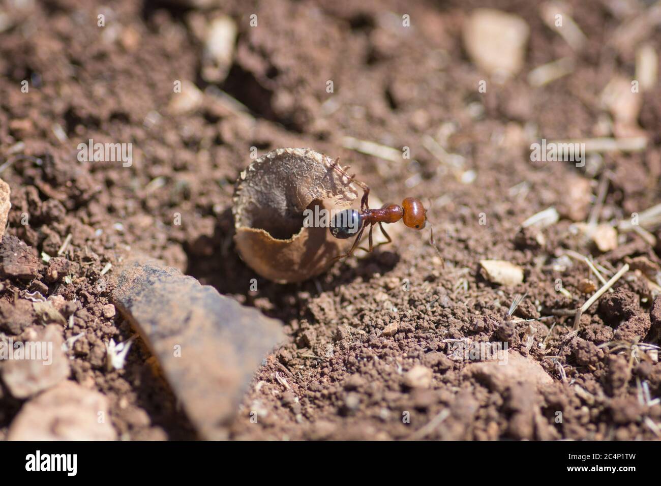 Photo macro d'un nid d'Ants 'Mailler Semirufus'. Basse Galilée, Israël Banque D'Images