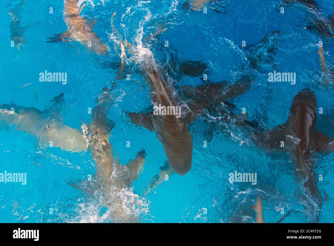 Requins citronniers, Negapron brevirostris, nourrissant la frénésie, Tiger Beach, Bahamas Banque D'Images