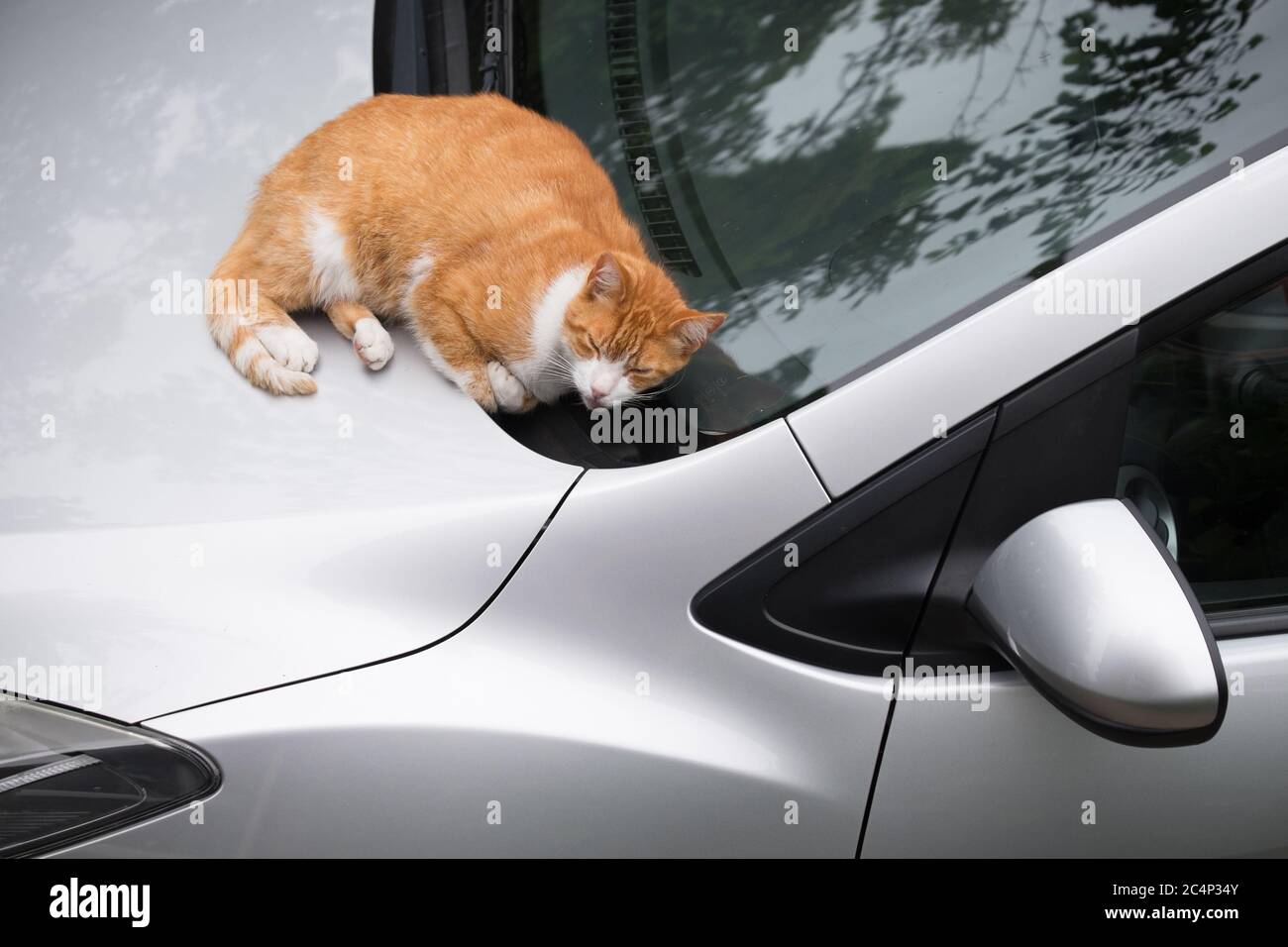 Voiture Avec Pare Brise Drole Banque D Image Et Photos Alamy