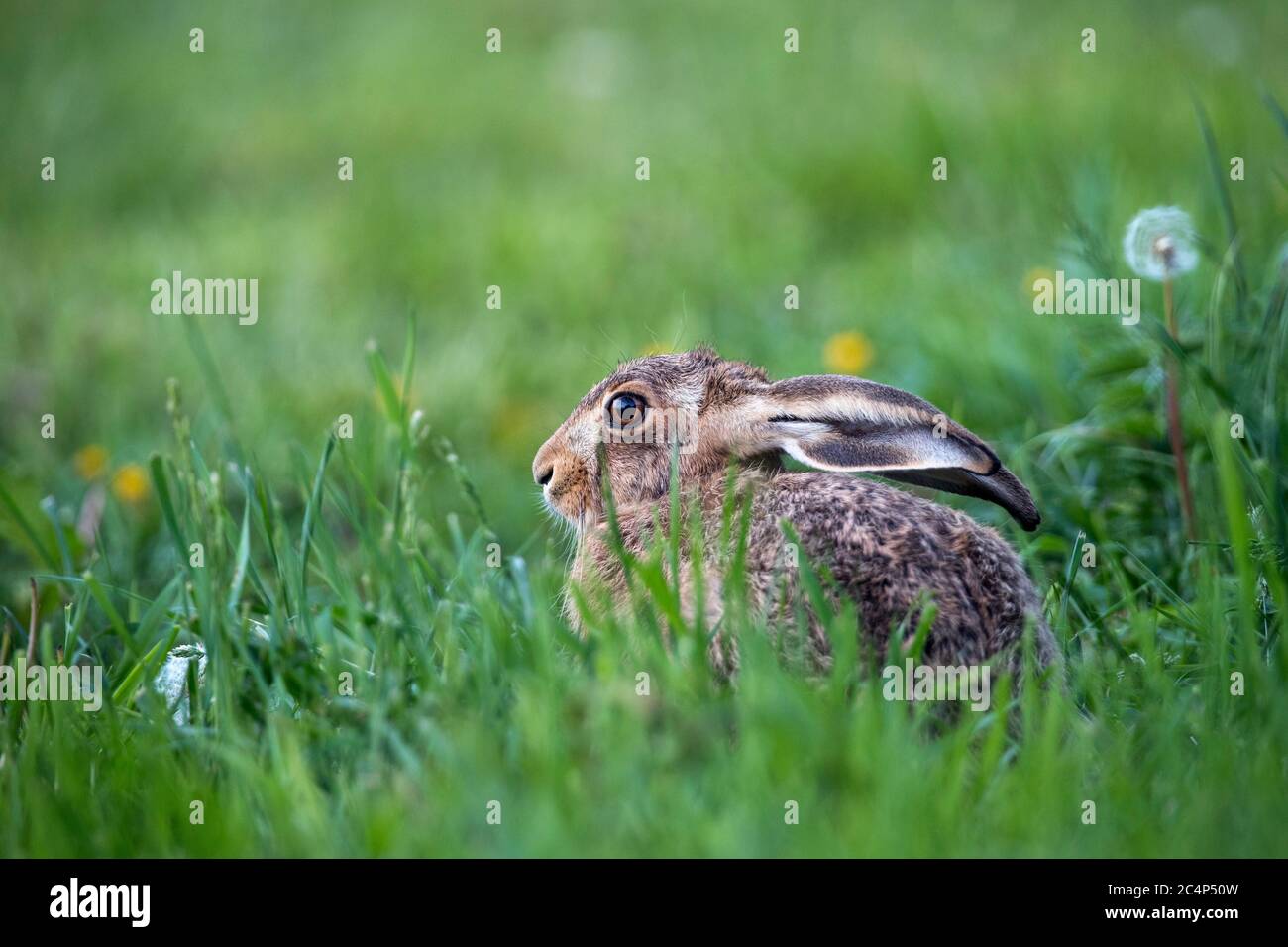 Lièvre brun Lepus europaeus ; Royaume-Uni ; Banque D'Images