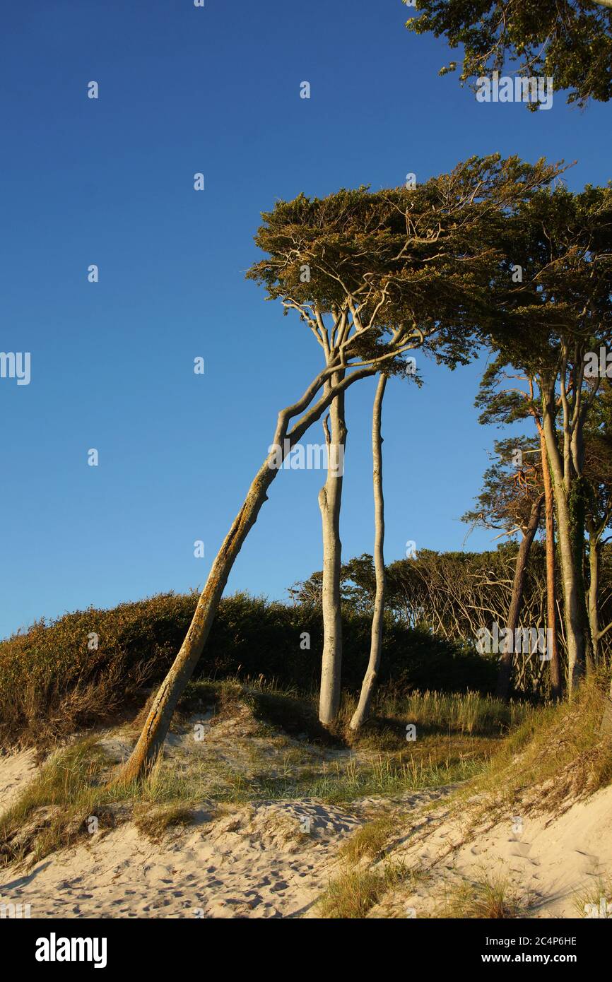 Forêt de hêtre sur la mer Baltique Banque D'Images