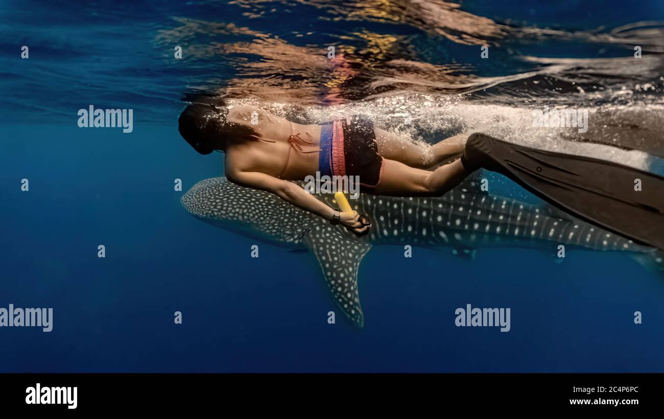 Une jeune femme nage avec un énorme tourbillon. Whaleshark Watching est une célèbre attraction touristique à Pintuyan, dans le sud de Leyte, aux Philippines. Banque D'Images