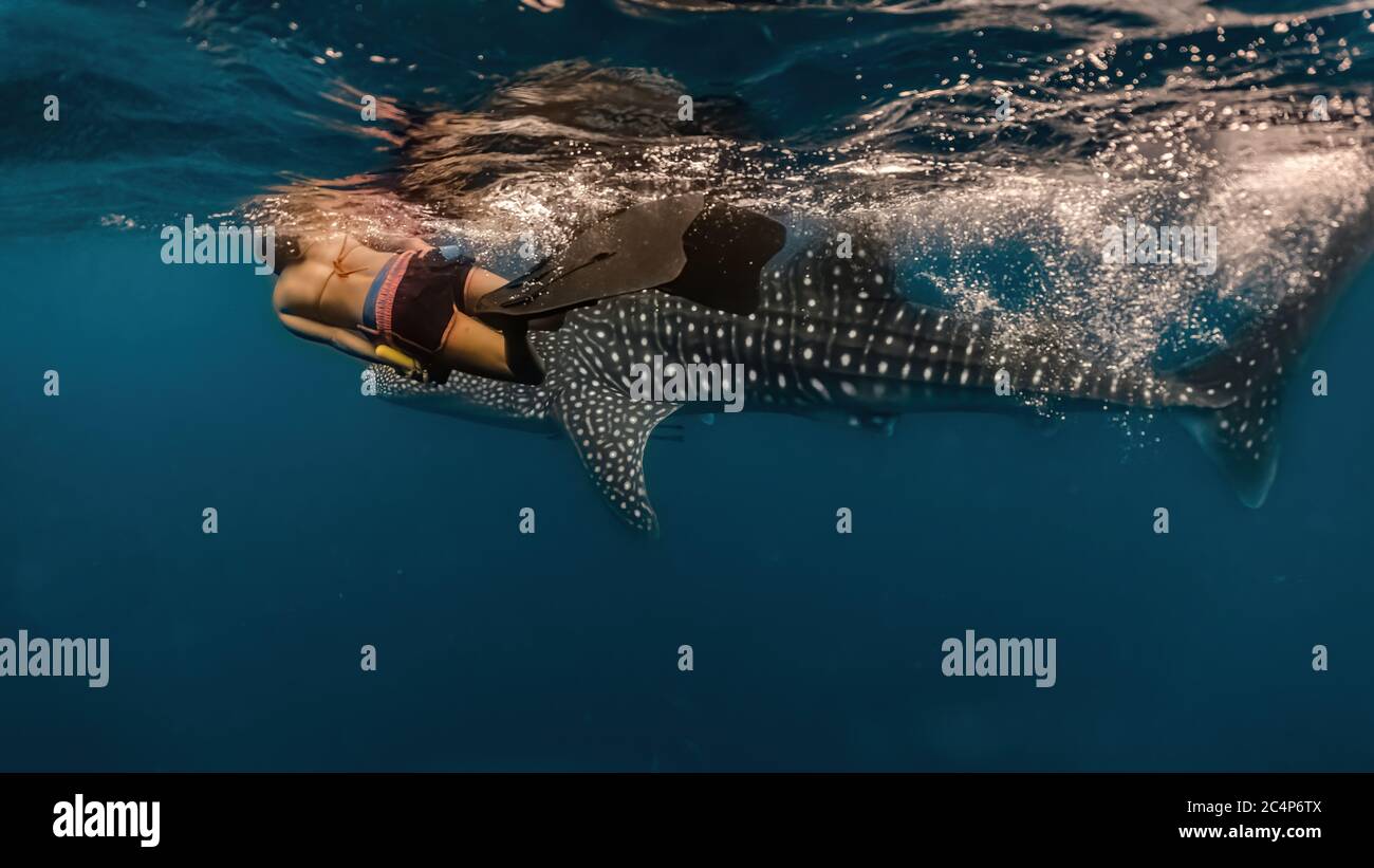 Une jeune femme nage avec un énorme tourbillon. Whaleshark Watching est une célèbre attraction touristique à Pintuyan, dans le sud de Leyte, aux Philippines. Banque D'Images