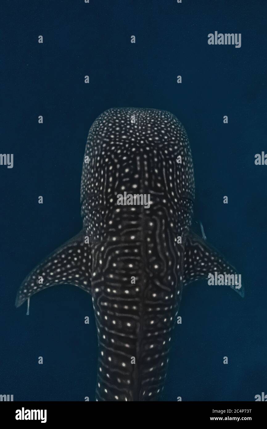 Vue aérienne du corps massif d'un waleshark en nageant avec élégance dans les profondeurs. Des marques vibrantes sont visibles autour de son corps et des ailettes pectorales. Banque D'Images