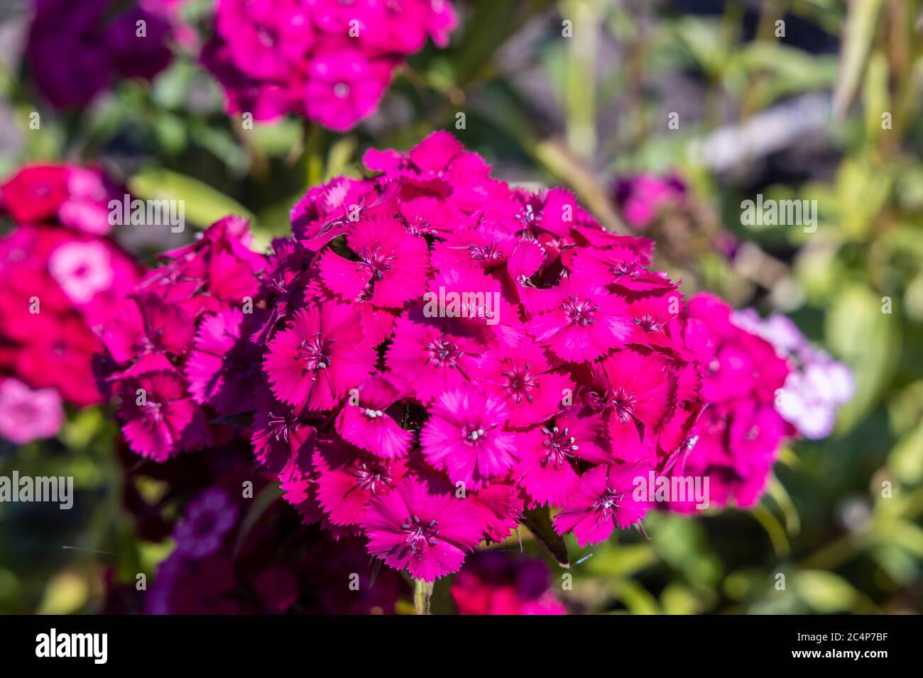 Gros plan de la tête rose profonde de Sweet William ou de Dianthus barbatus. Banque D'Images