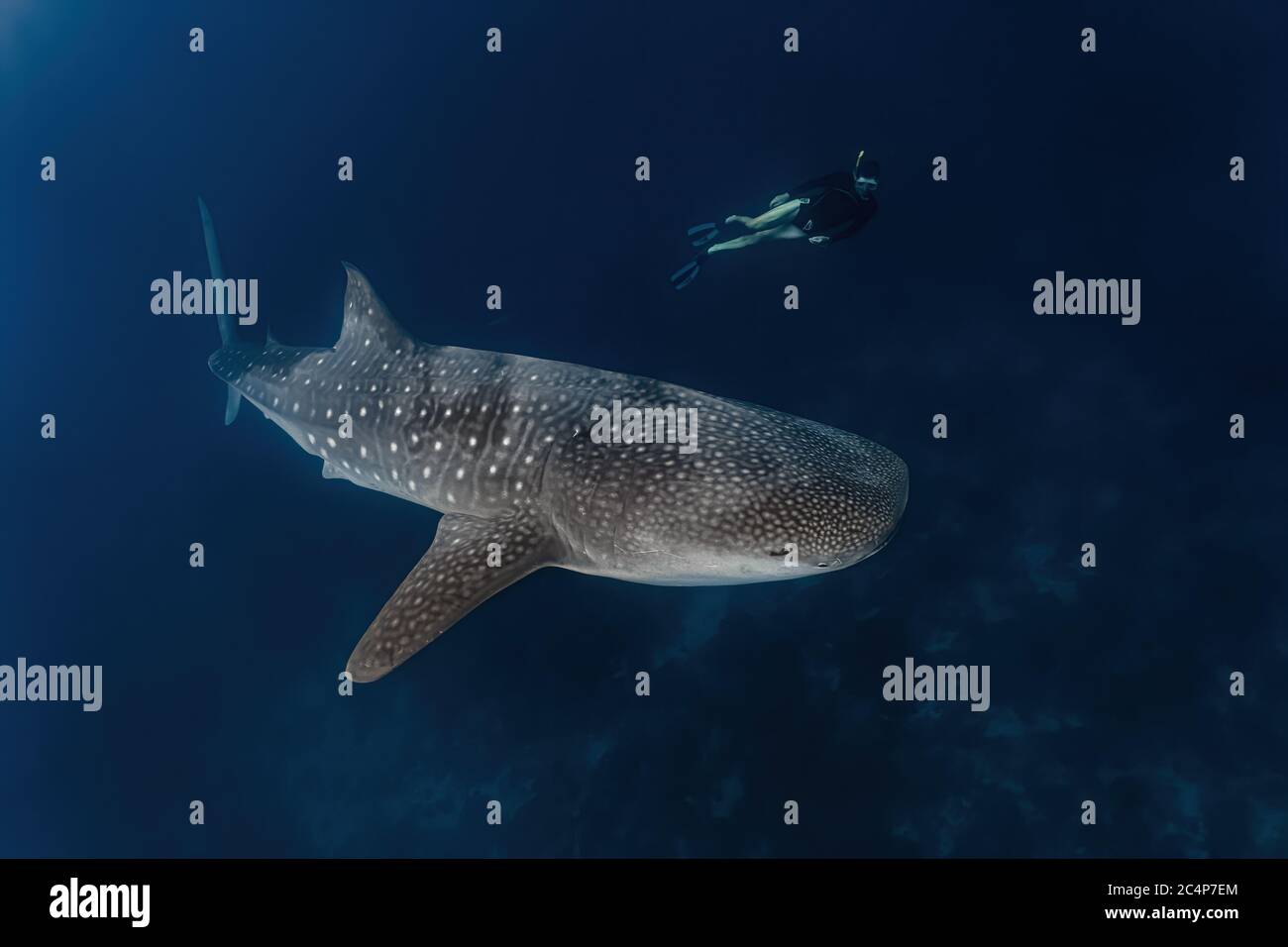 Plongée de requins-baleines à Pintuyan, Leyte Sud, Philippines. Banque D'Images