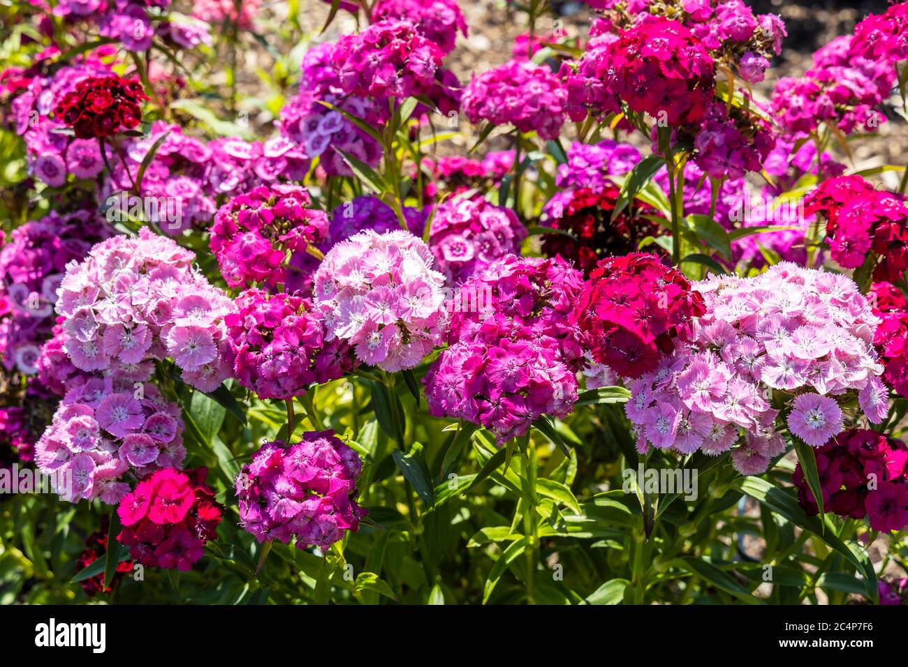 Dianthus barbatus (Sweet William) plantes à fleurs dans un jardin. Banque D'Images