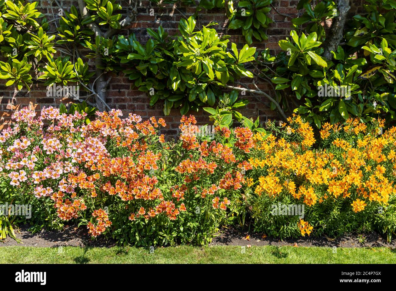 Couleurs variées plantes Alstroemeria, également appelé nénuphars péruvien dans un jardin. Banque D'Images