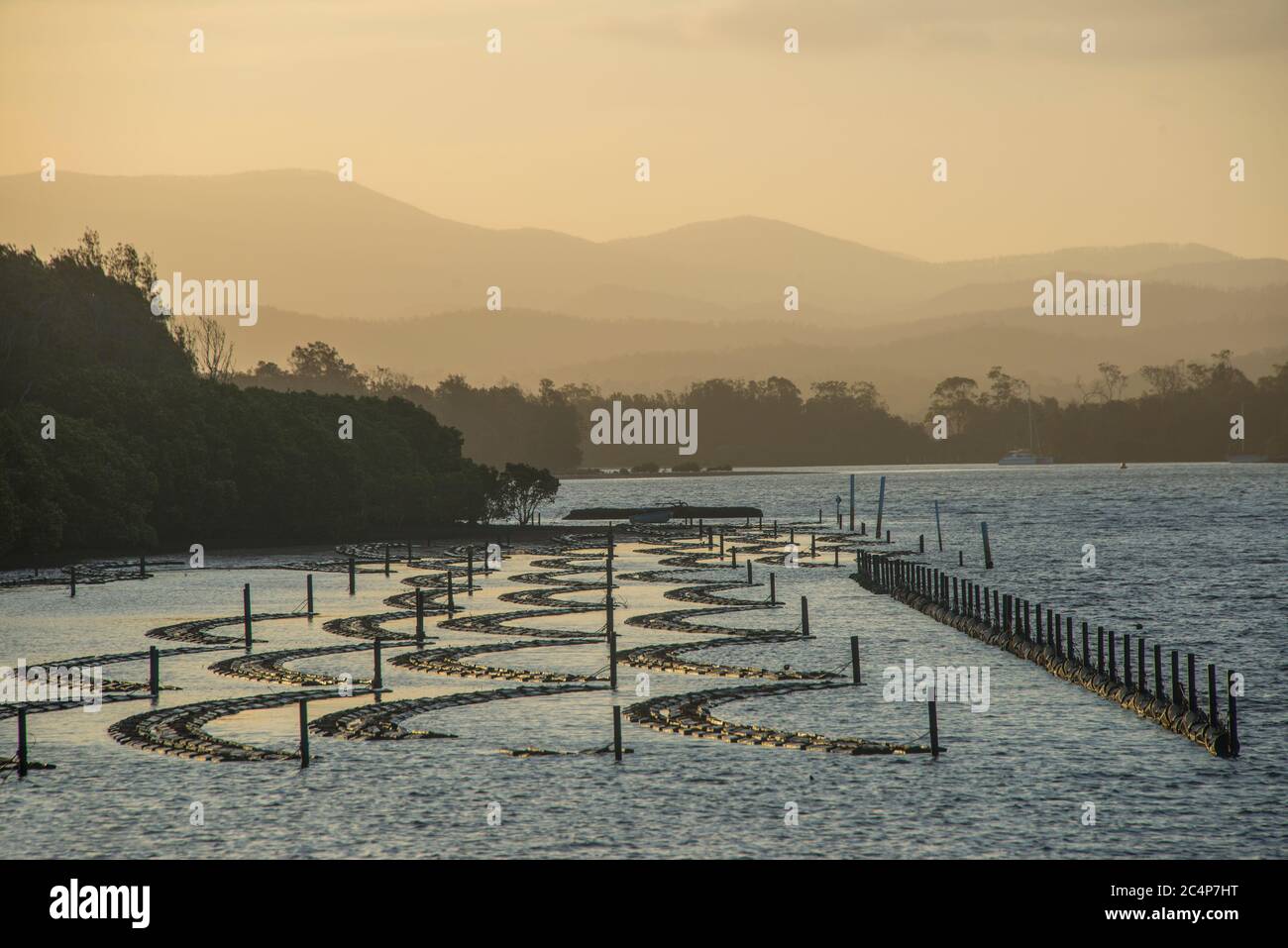 Lits d'huîtres Moruya River NSW Australie Banque D'Images
