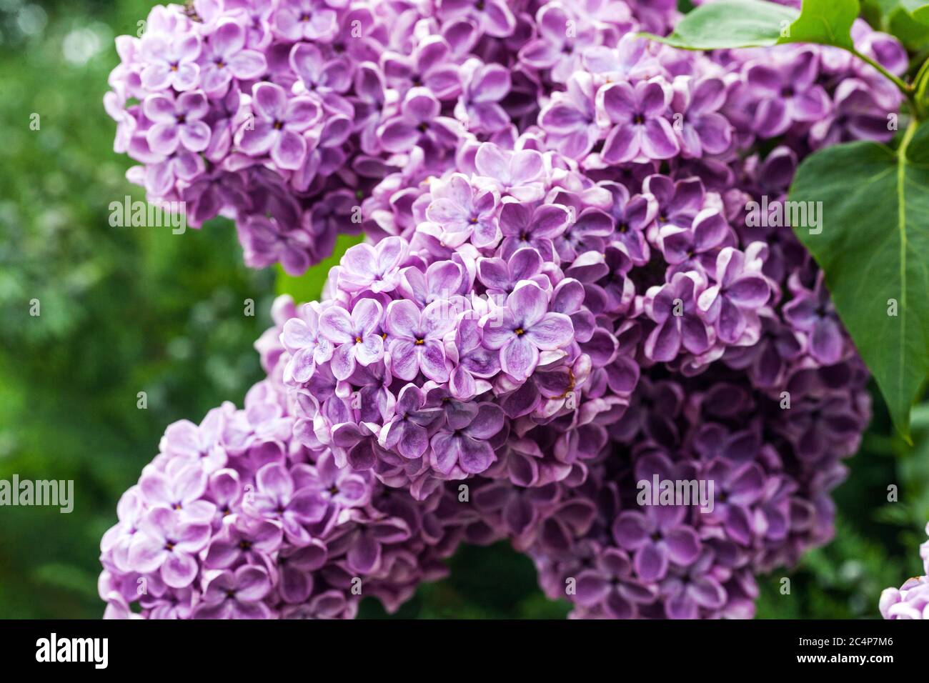 Jardin de lilas fleurs de lilas fleurs de lilas pourpre fleurs de syringa  Photo Stock - Alamy