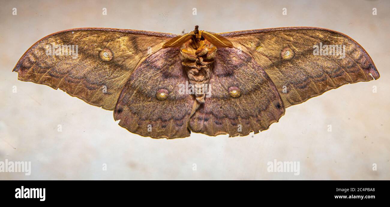 Sous une manne japonaise de soie géante ou Silkmoth japonais d'chêne (Antheraea yamamai) comme il se retrouvait sur l'extérieur d'une fenêtre. Cet exemple a été créé Banque D'Images