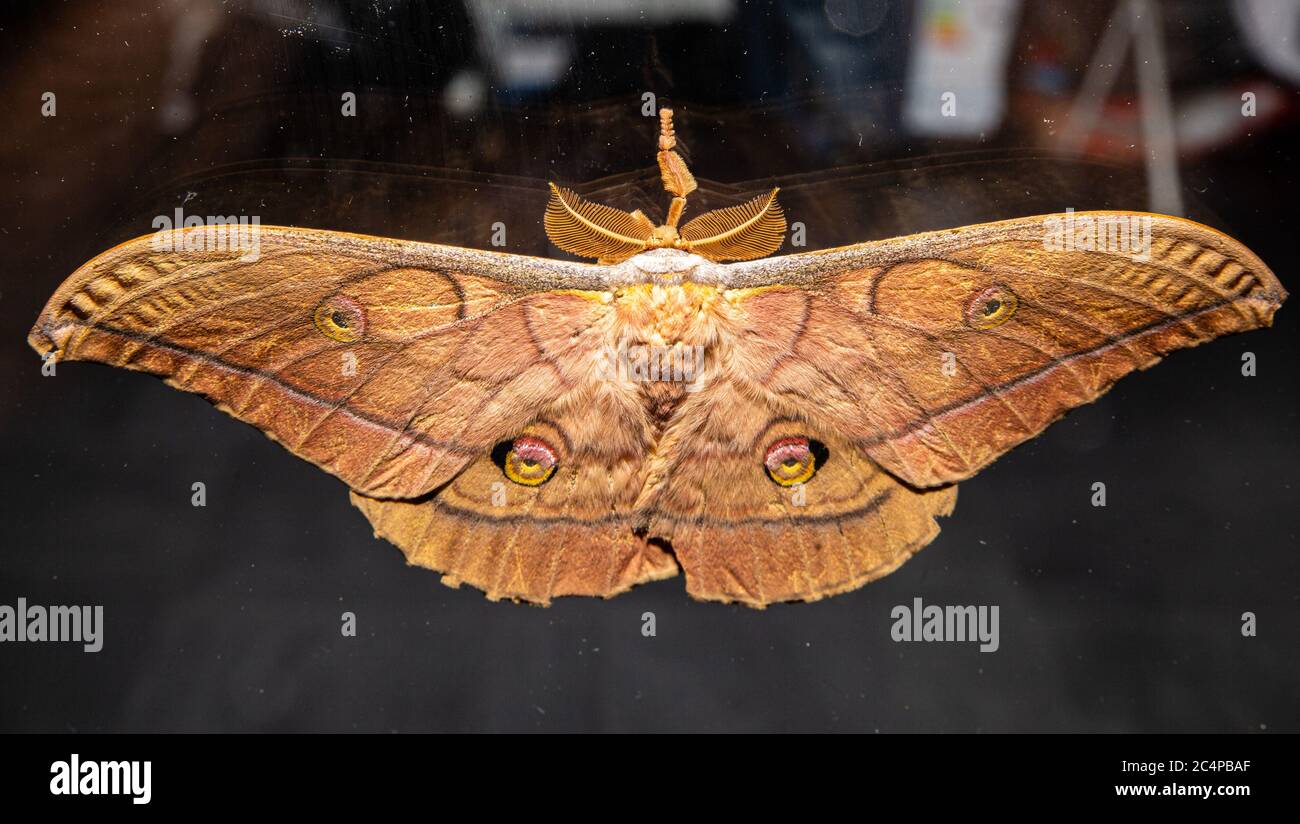 Cette Moth en soie japonaise ou Silkmoth en chêne japonais (Antheraea yamamai) est une espèce de papillon de la famille des Saturniidae. Il est endémique au Japon, mais a été moi Banque D'Images