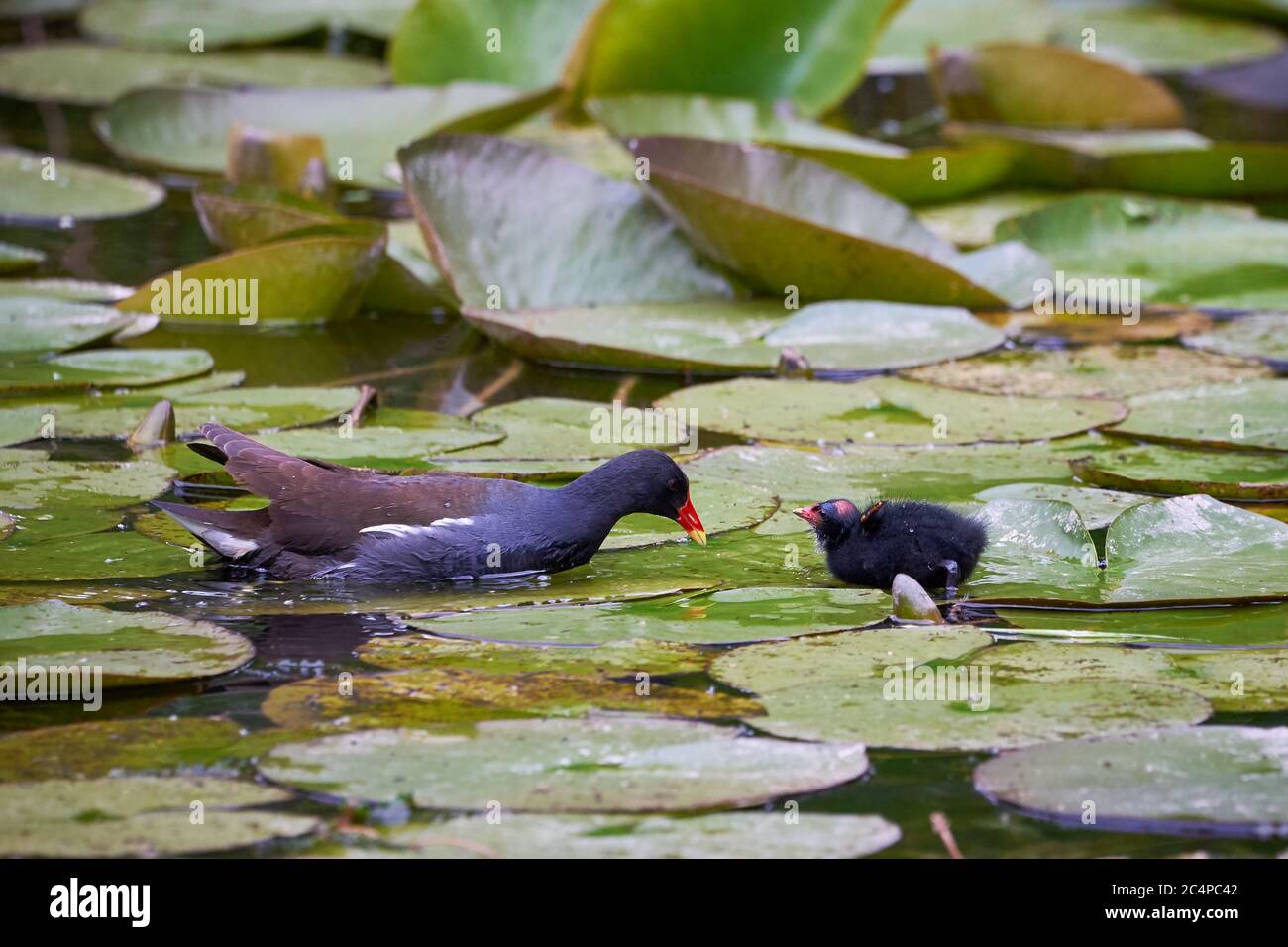 Moorhen commun ou Moorhen européen avec poussin (Gallinula Chloropus) Banque D'Images