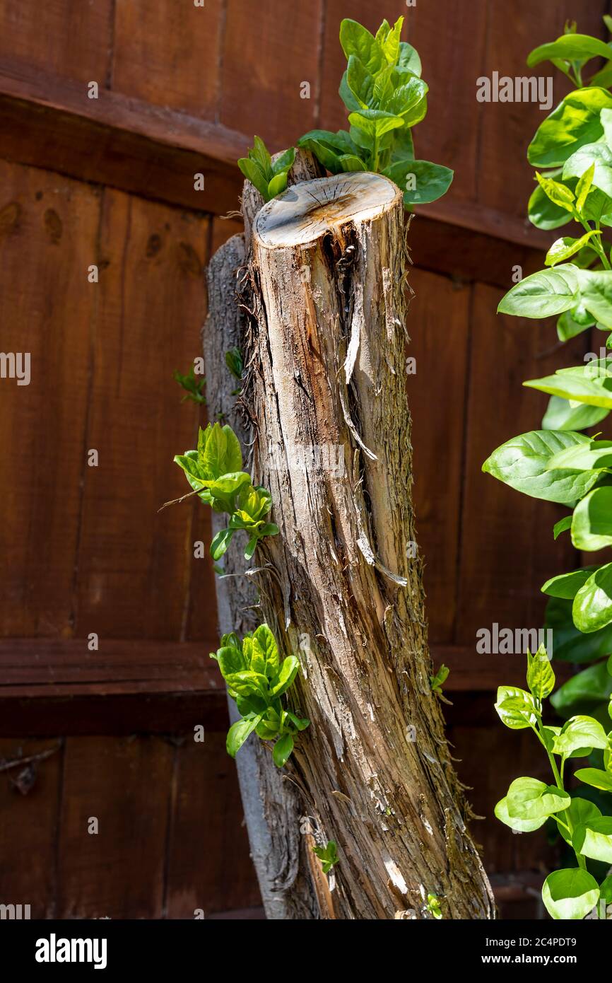 UN GRAND LILAS COUPE À TROIS PIEDS, AVEC UNE NOUVELLE CROISSANCE AU PRINTEMPS AU DÉBUT DE L'ÉTÉ Banque D'Images