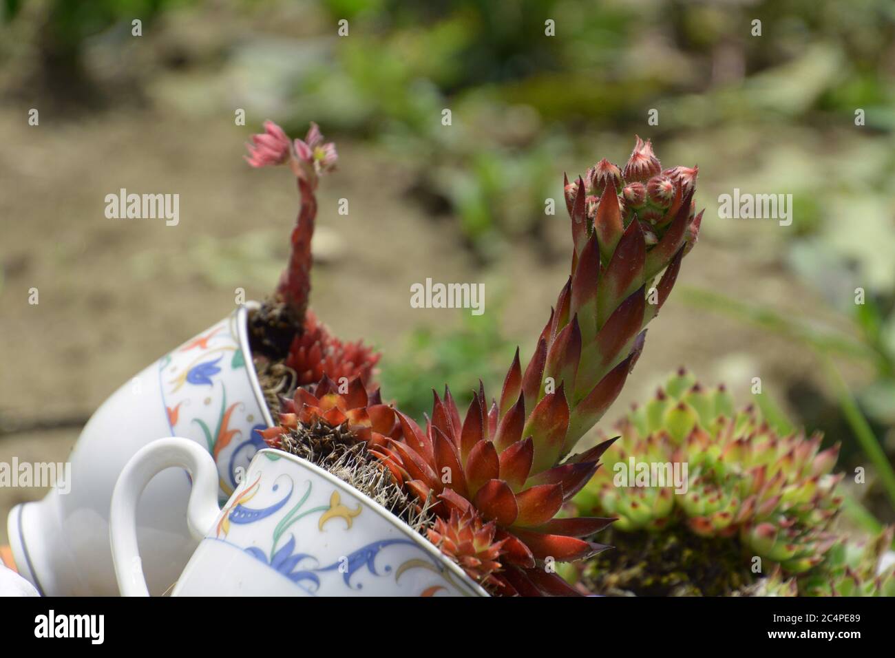 décoration de jardin avec plante succulente en fleur qui ont été plantés dans une tasse de thé Banque D'Images