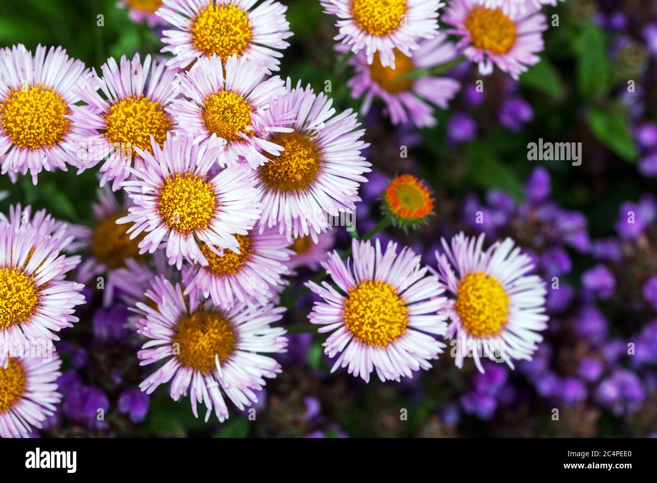 Fleurs d'Erigeron 'Dignity' Banque D'Images