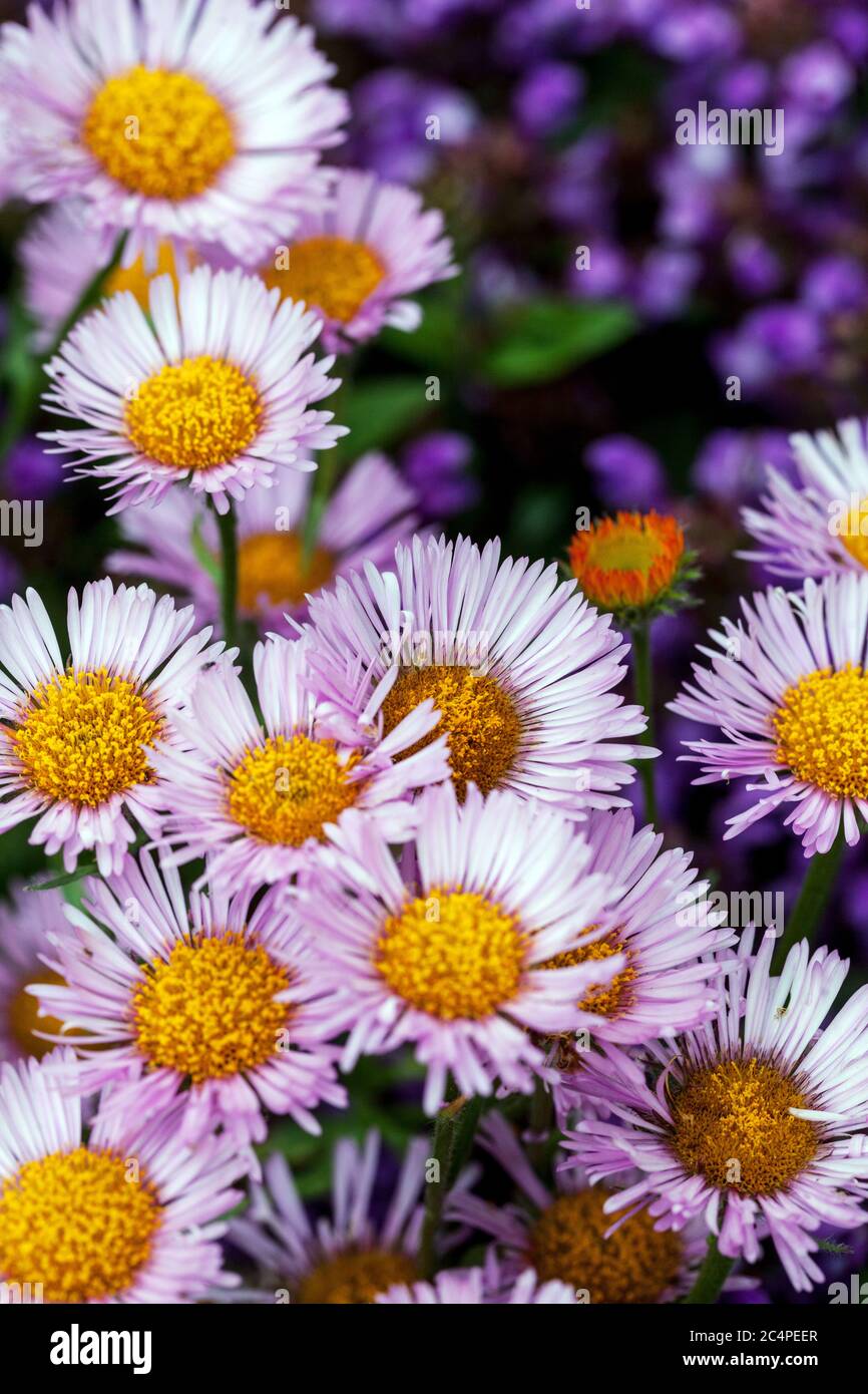 Fleurs d'Erigeron 'Dignity' Banque D'Images