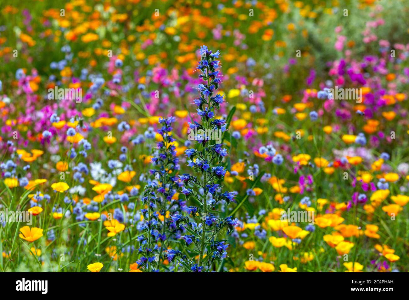 Jardin de fleurs sauvages Meadow juin fleurs de prairie d'été fleurs sauvages colorées Bugloss de Viper Echium vulgare jardin de prairie de fleurs sauvages jardin de fleurs sauvages Banque D'Images