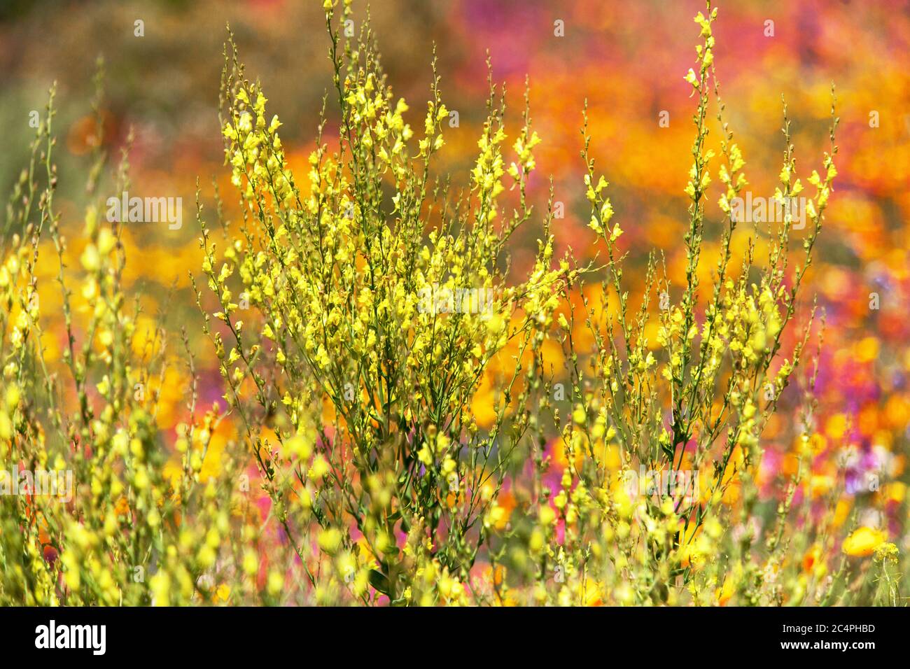 Couleurs pastels Summer Meadow Wildflower Garden Flowers Yellow Snapdragon Antirrhinum majus fleurs sauvages juin plantes fleurissant belle scène colorée Banque D'Images